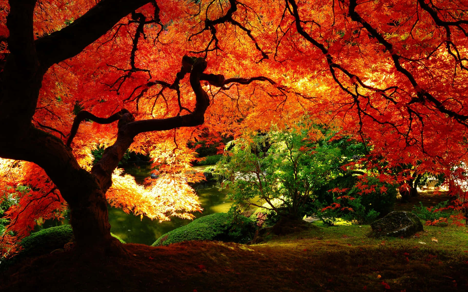 autumn maple tree, fiery red leaves, tranquil pond, Full HD Desktop Wallpaper