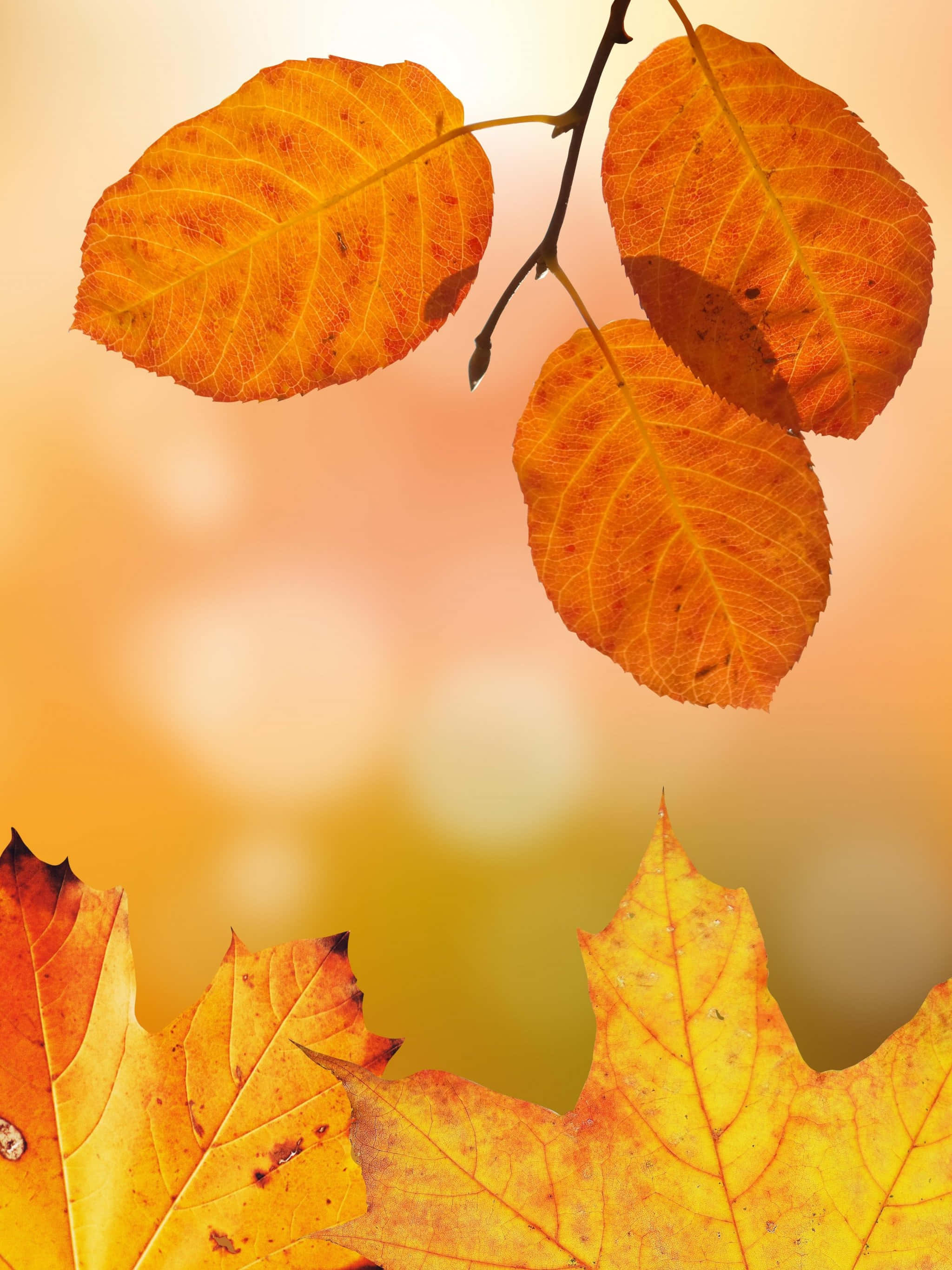 autumn leaves, branch, warm orange, 2K Phone Wallpaper