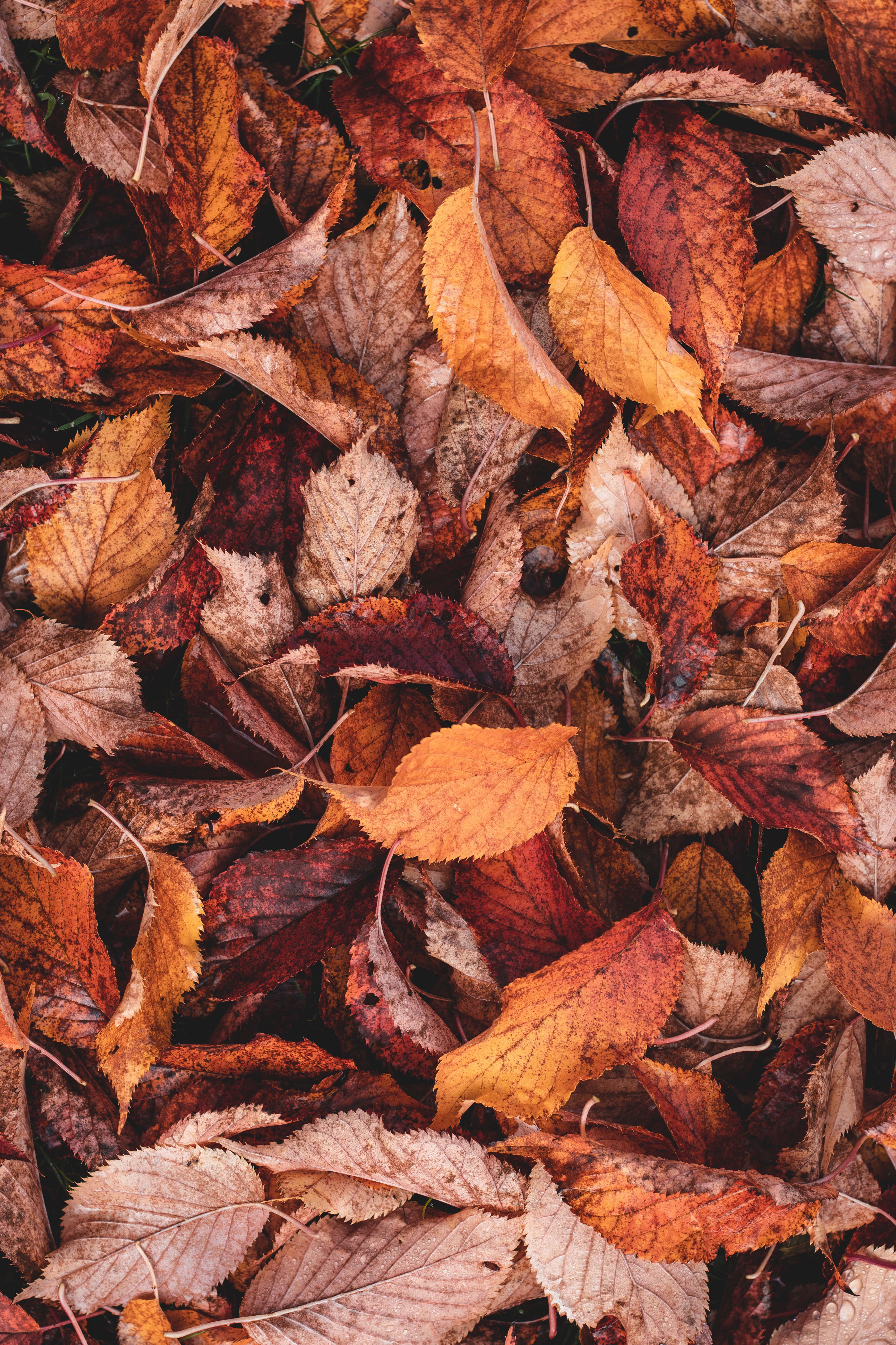 autumn foliage, orange, red, 5K Phone Wallpaper