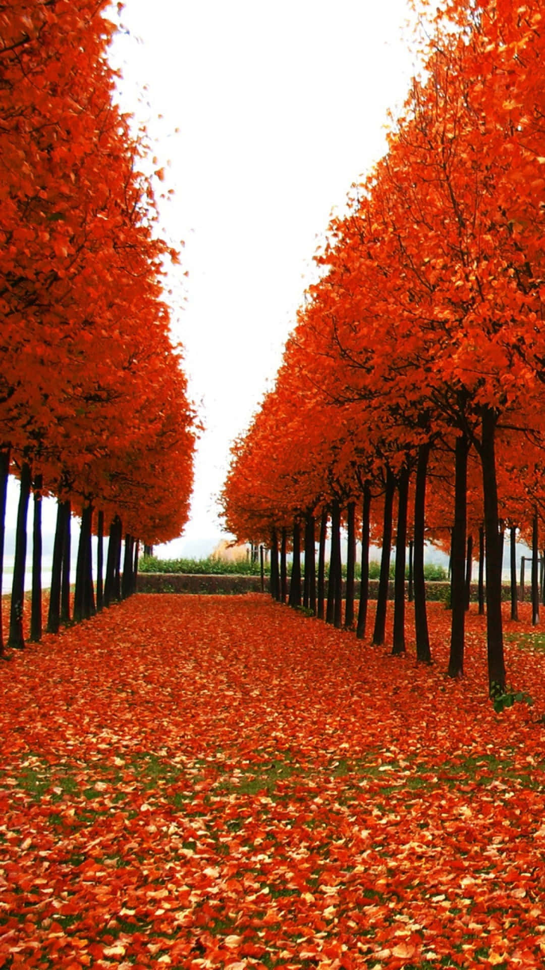 beautiful fall iphone, vibrant orange trees, symmetrical pathway, Full HD Phone Wallpaper