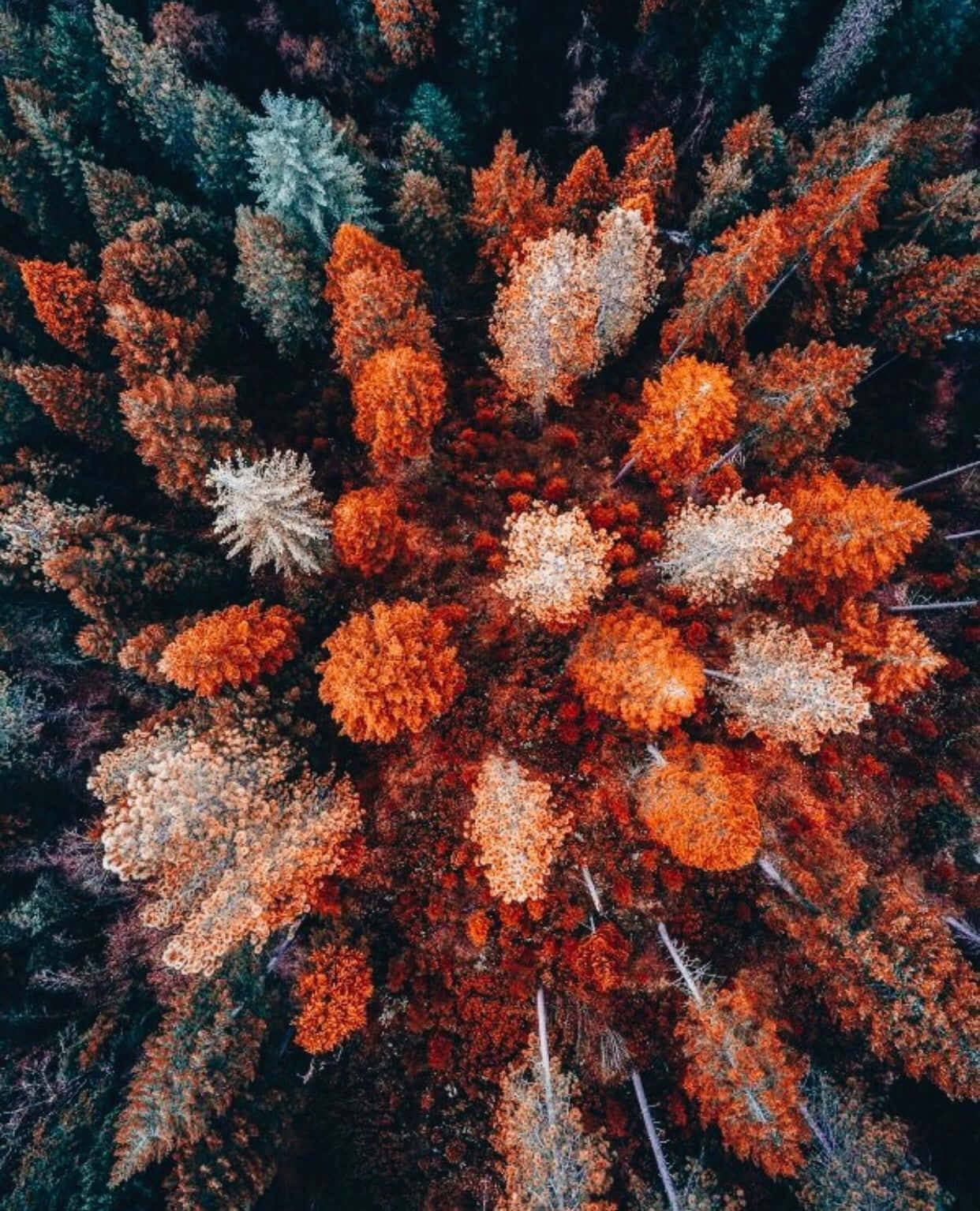 cozy autumn foliage aesthetic, aerial view, forest canopy, HD Phone Wallpaper