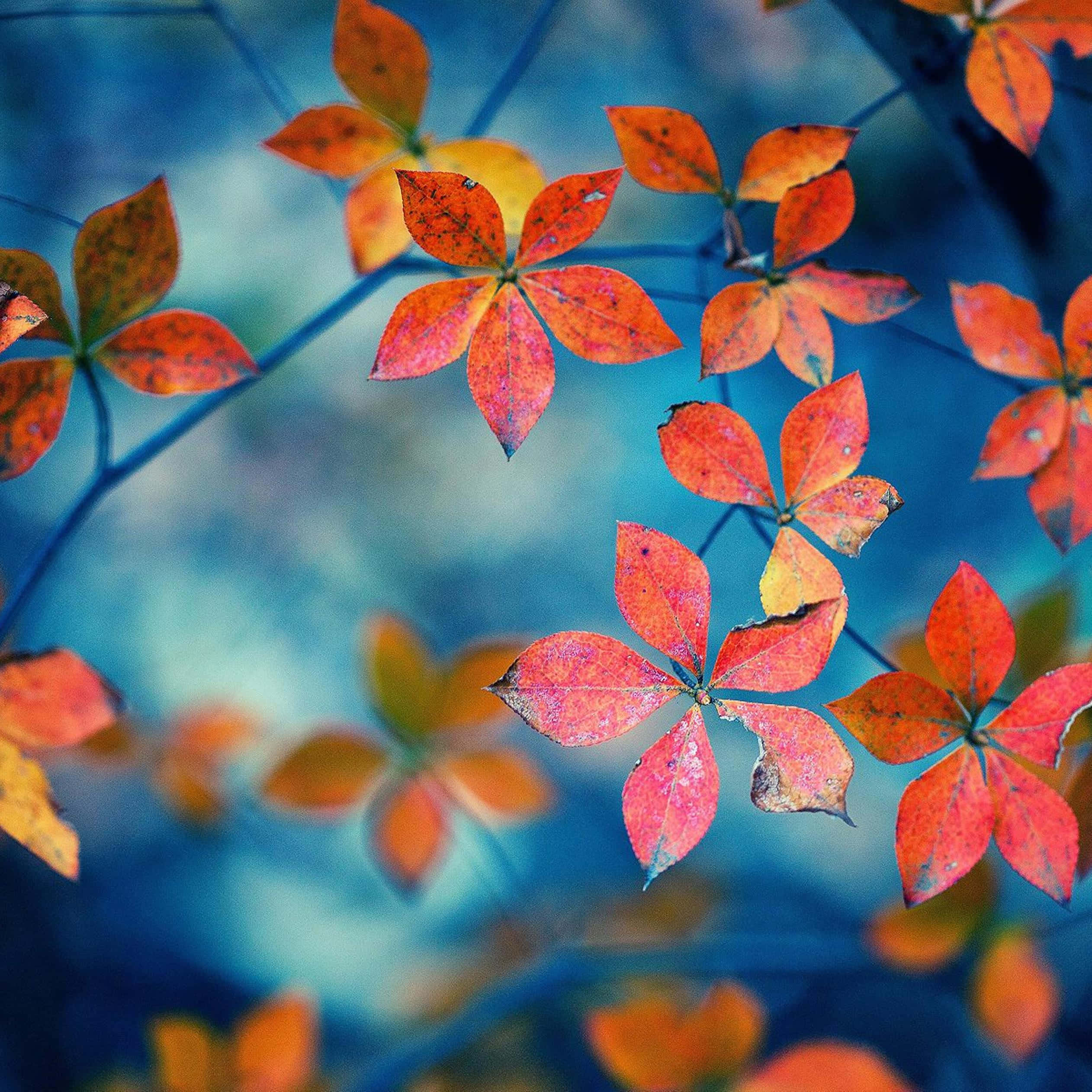 autumn foliage, vibrant red, orange star-shaped autumn leaves, Full HD Desktop Wallpaper
