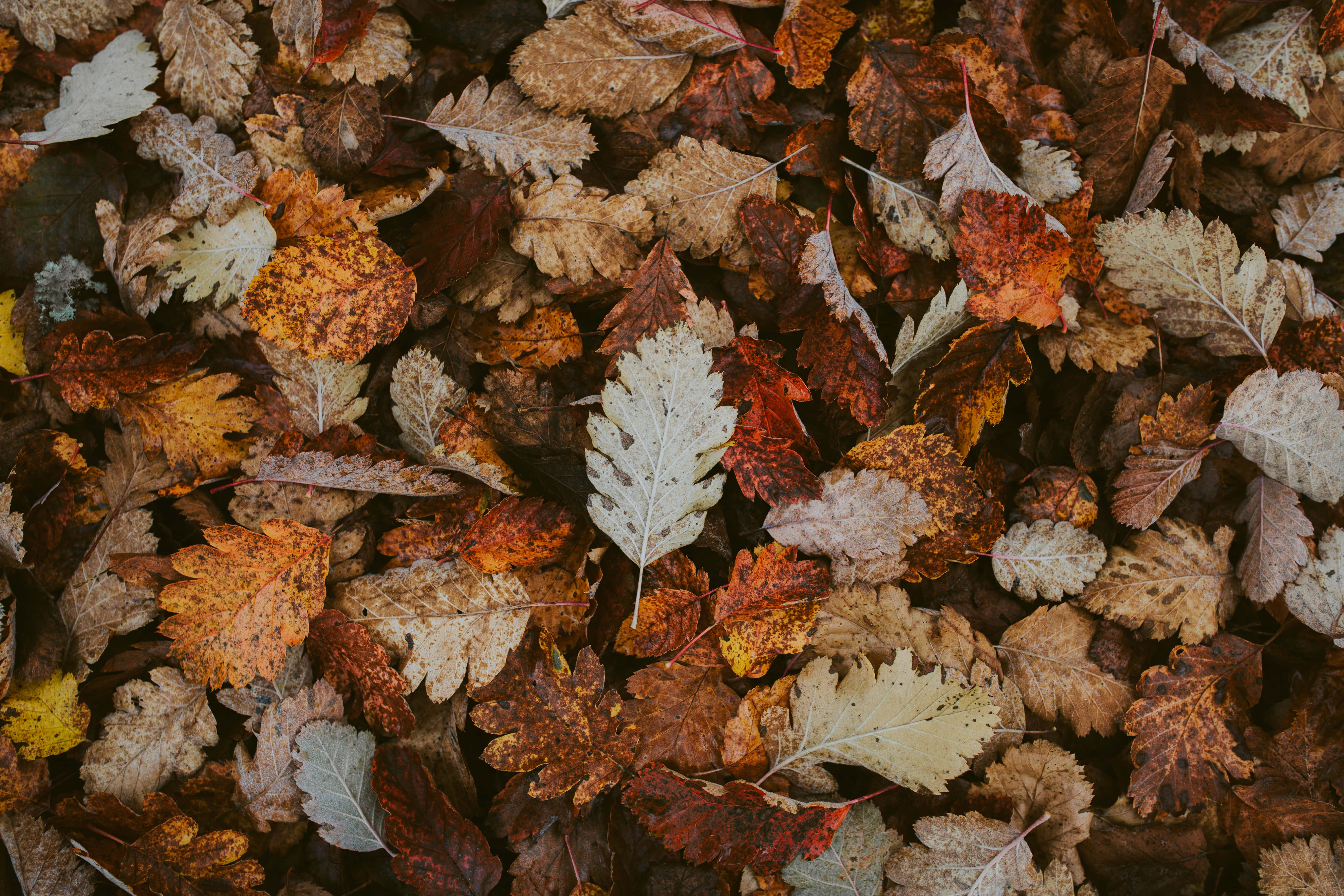 autumn foliage, fallen autumn leaves, rich browns, 5K Desktop Wallpaper
