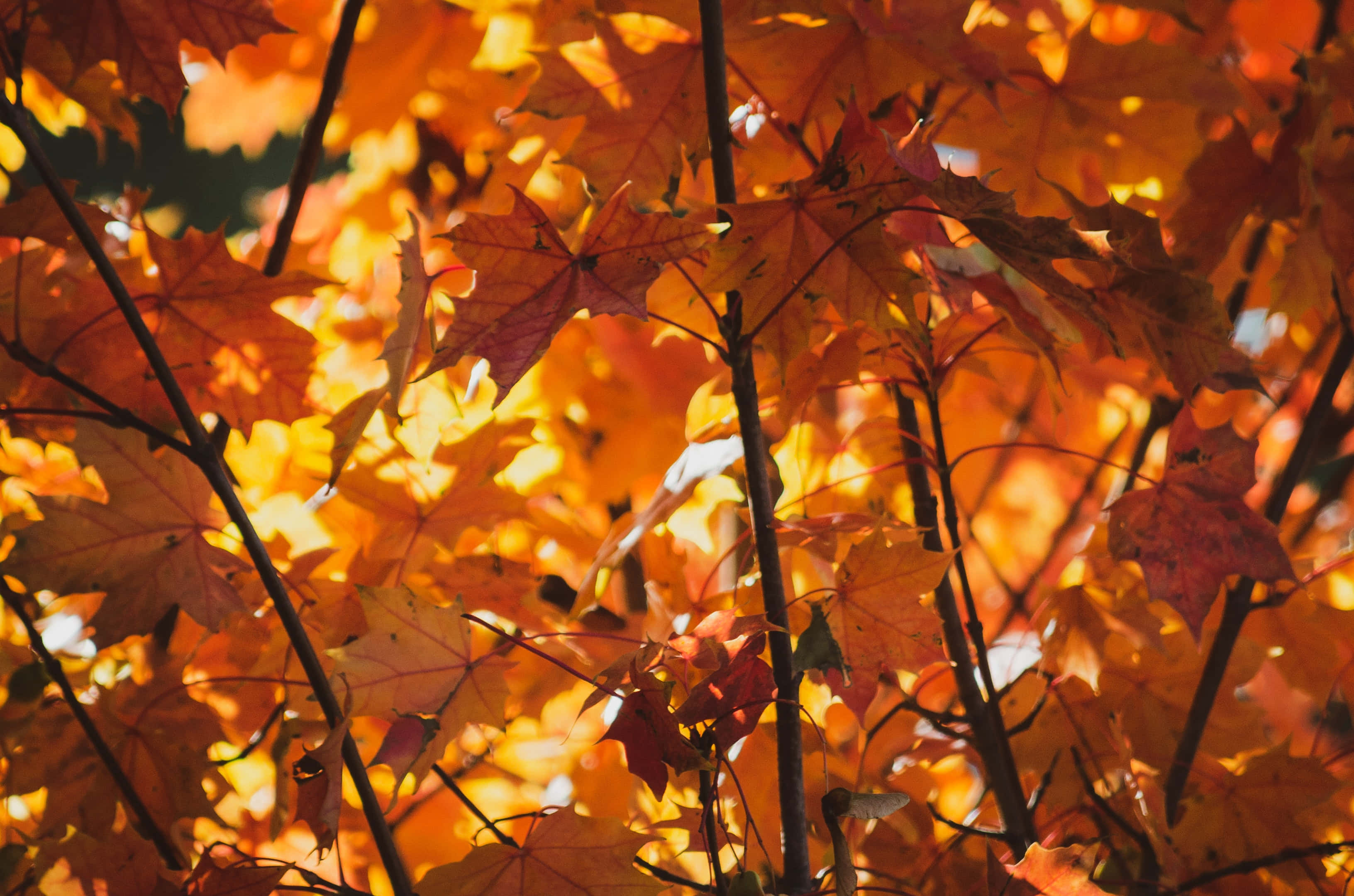 autumn foliage, golden sunlight, vibrant orange, 2K Desktop Wallpaper