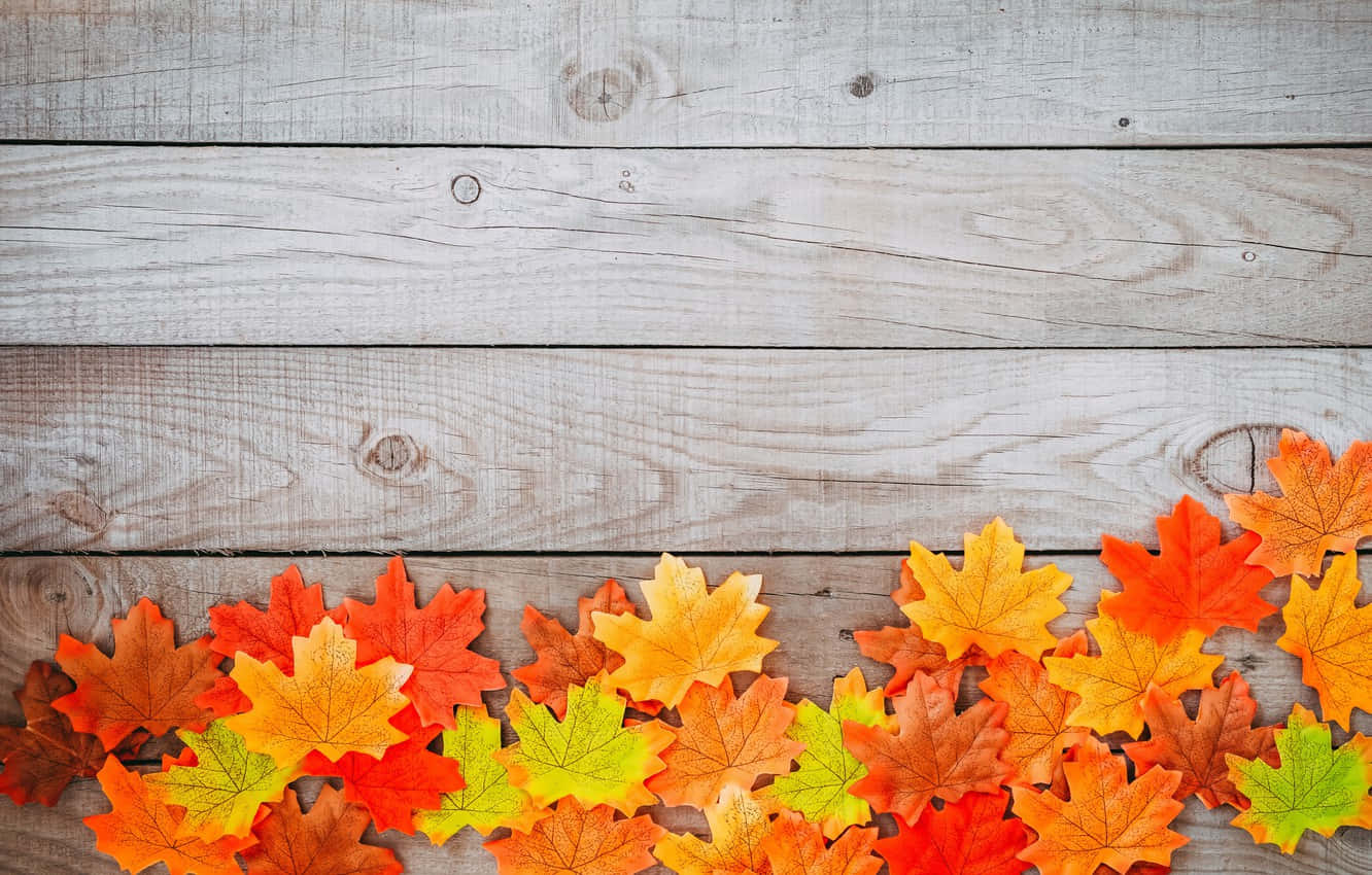 autumn foliage, autumn maple leaves, orange yellow, HD Desktop Wallpaper