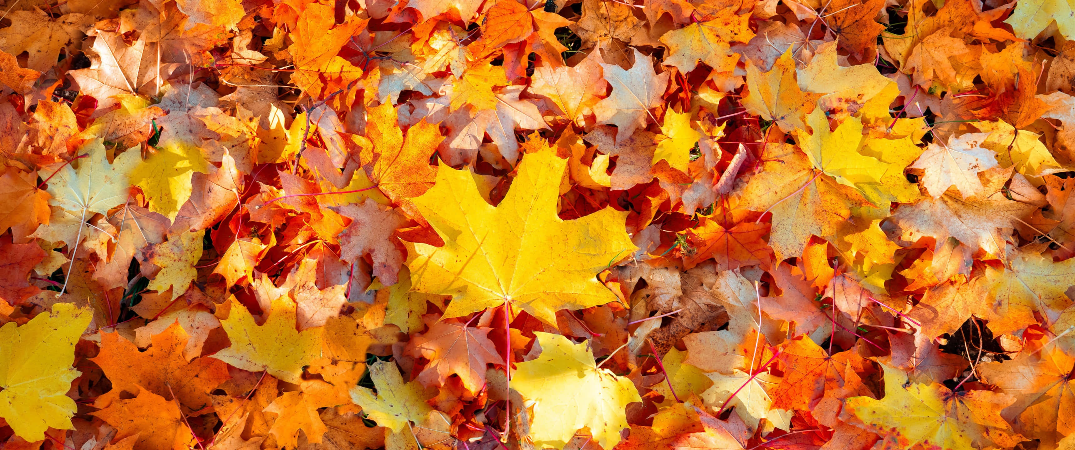 autumn foliage, maple leaves, fiery orange, 2K Desktop Wallpaper