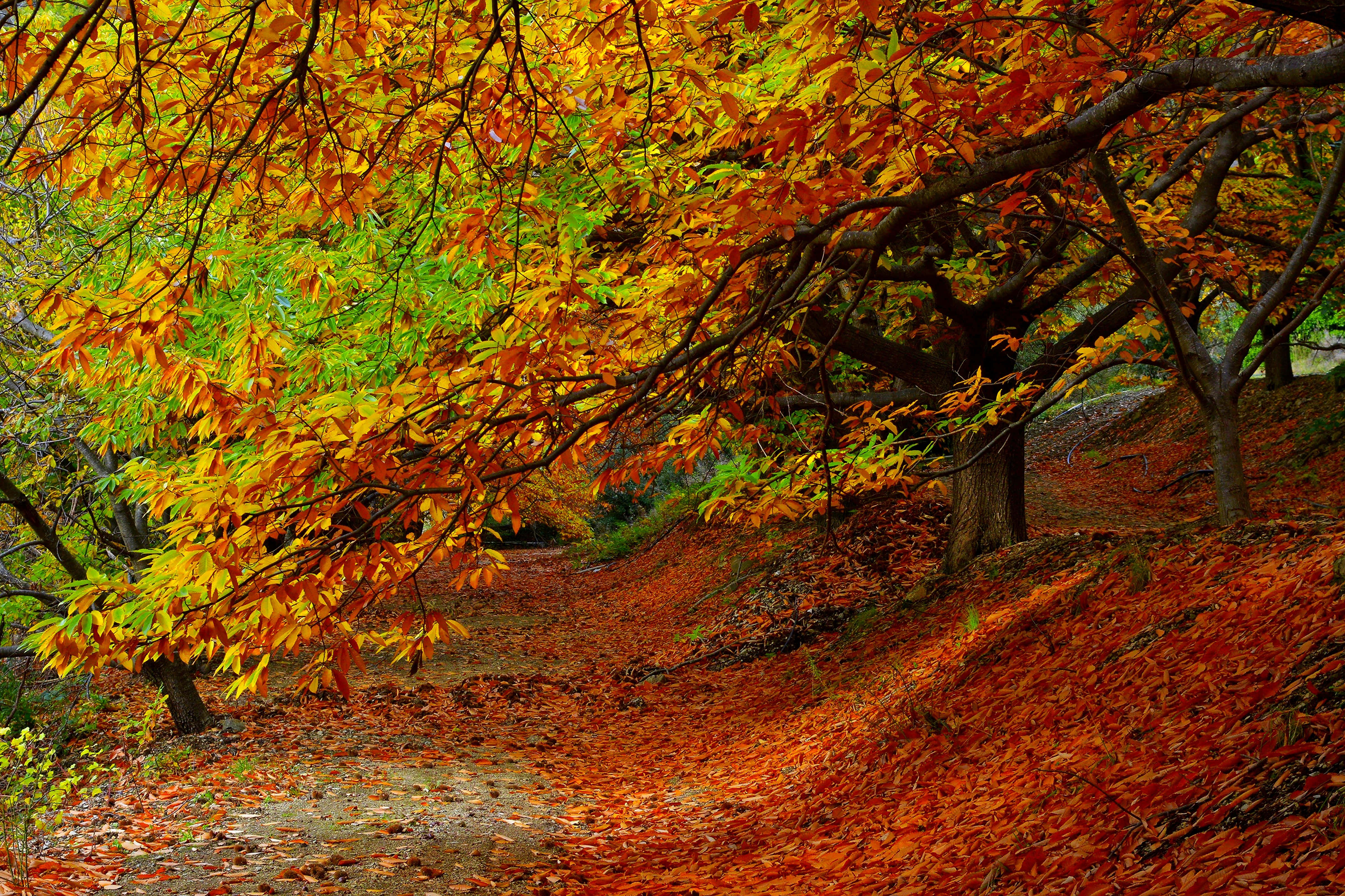 autumn foliage, fiery orange, red, 4K Desktop Wallpaper