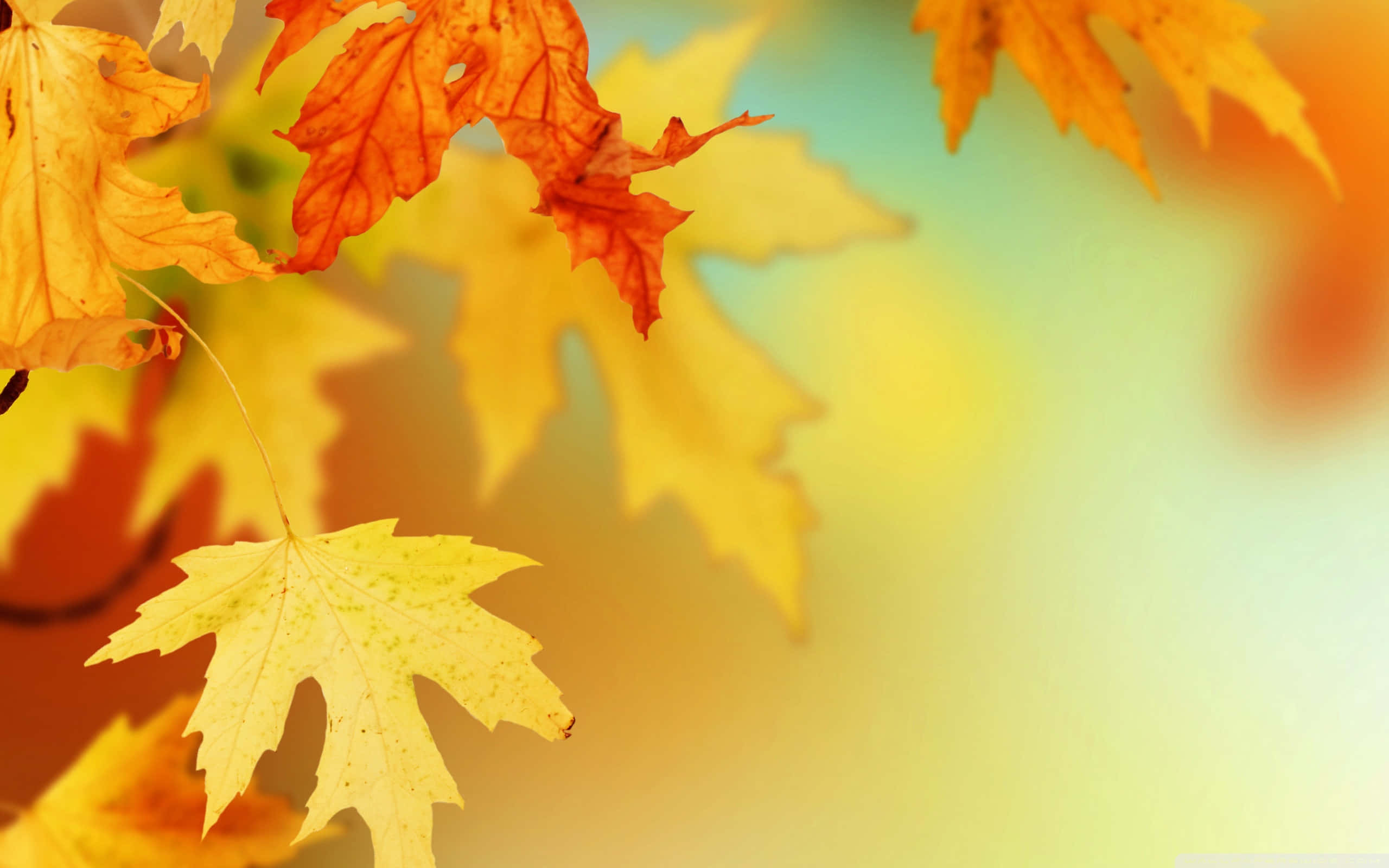 autumn foliage, maple leaves, orange yellow hues, 2K Desktop Wallpaper