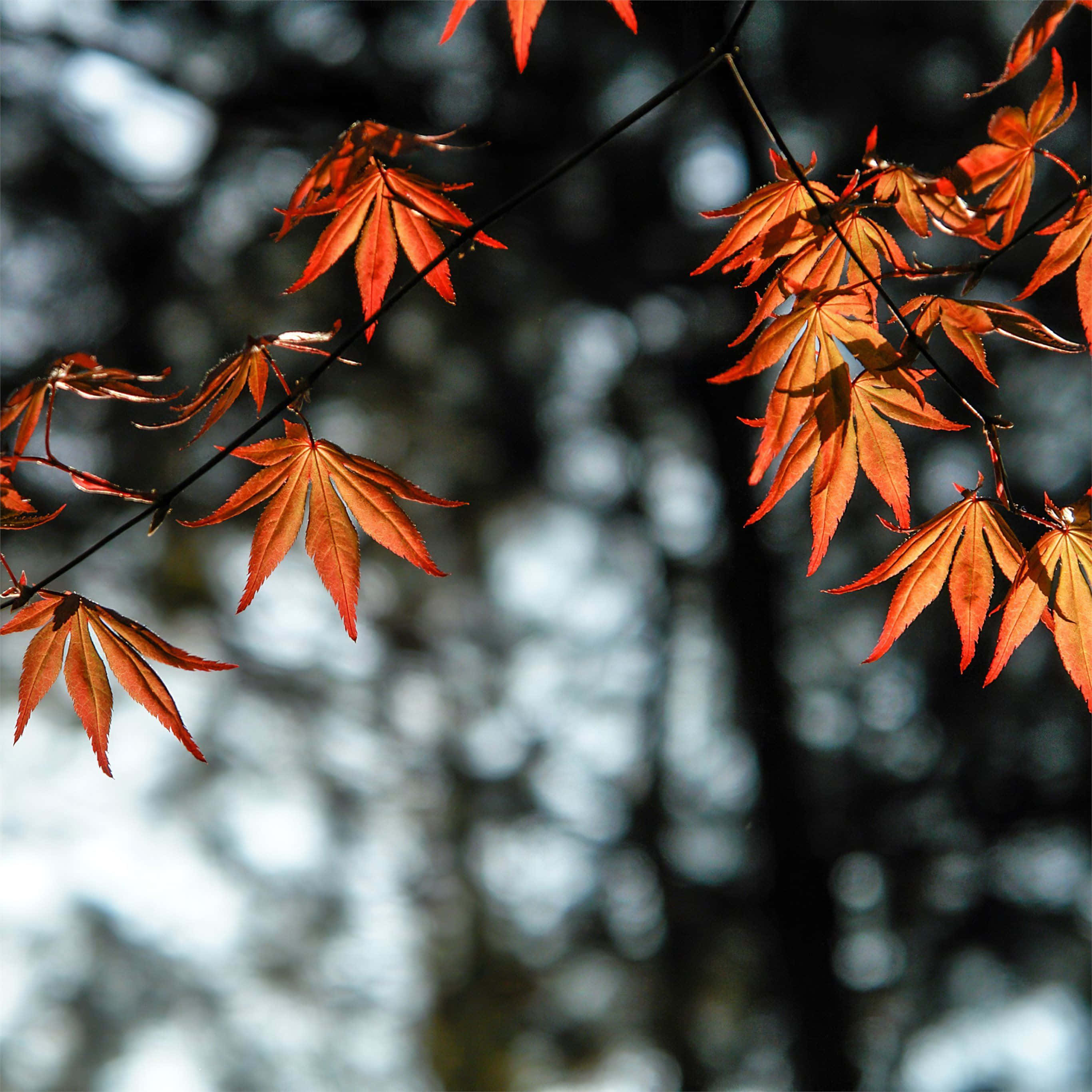 autumn foliage, orange maple leaves, soft blurred forest backdrop, 2K Desktop Wallpaper