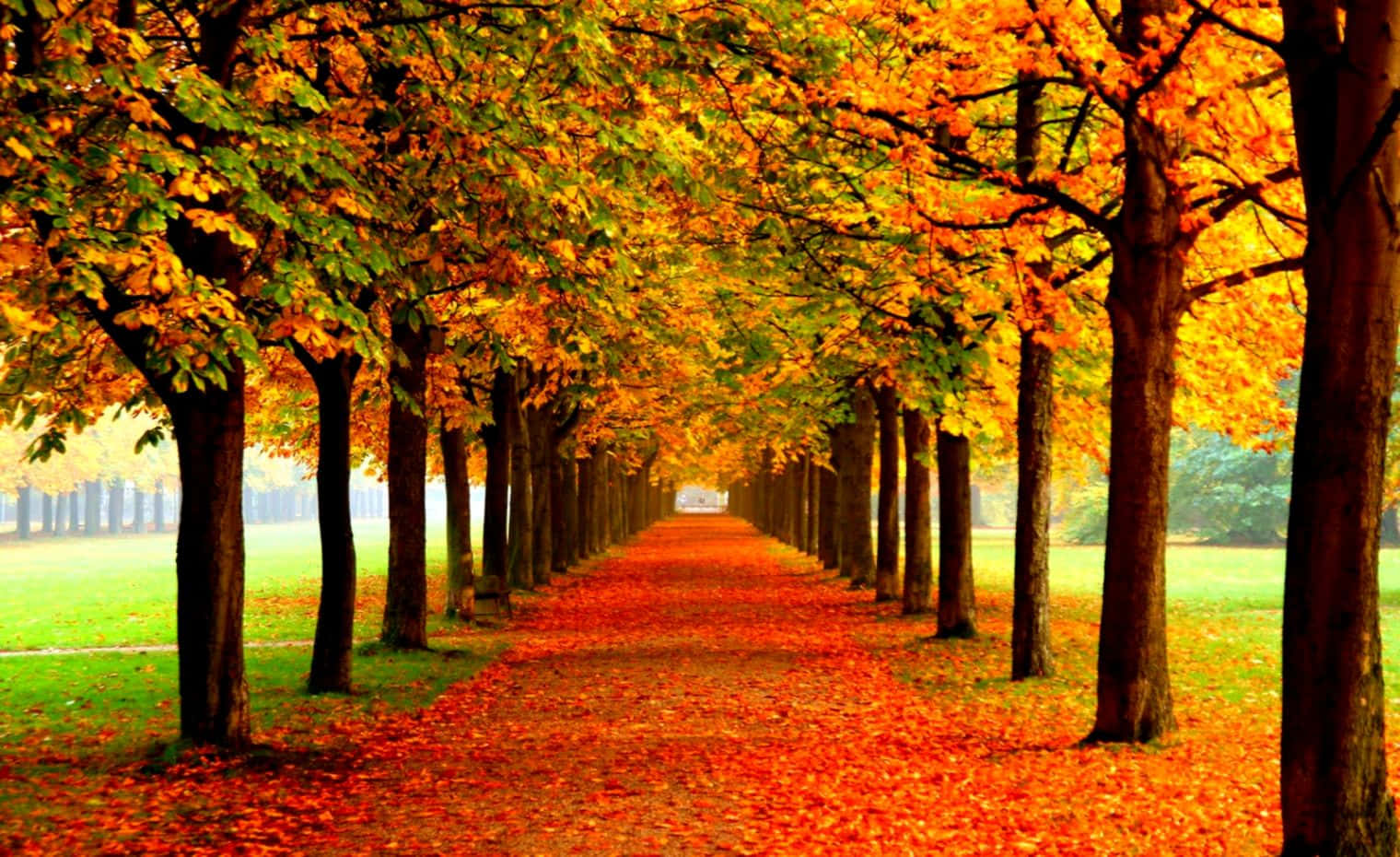 autumn foliage, pathway, golden leaves, HD Desktop Wallpaper