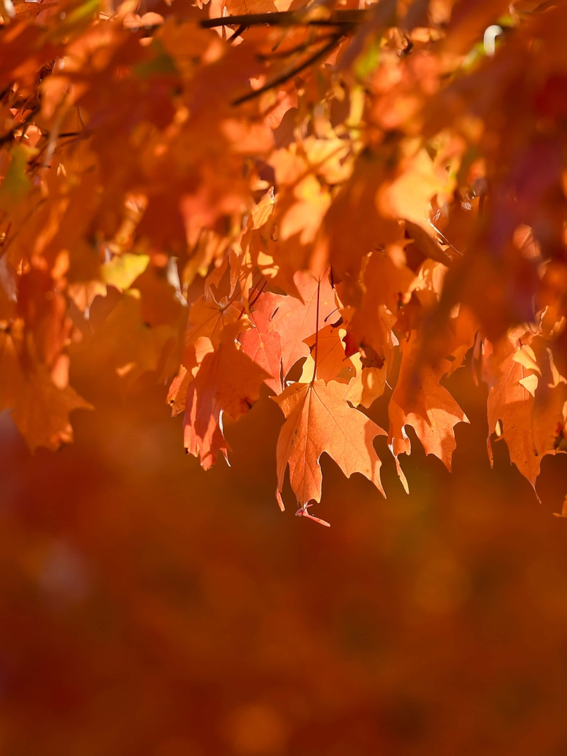 autumn foliage, orange maple leaves, sunlight, 2K Phone Wallpaper