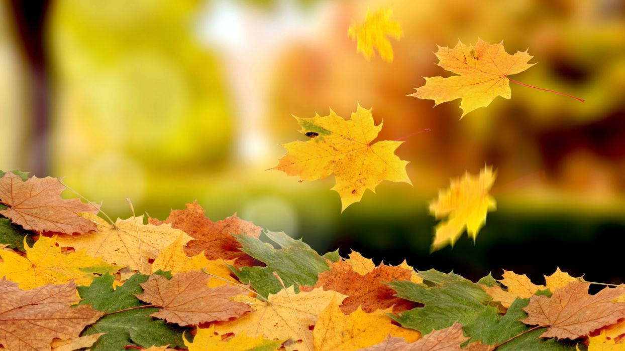 autumn maple leaves, warm golden hues, softly blurred forest backdrop, SD Desktop Wallpaper