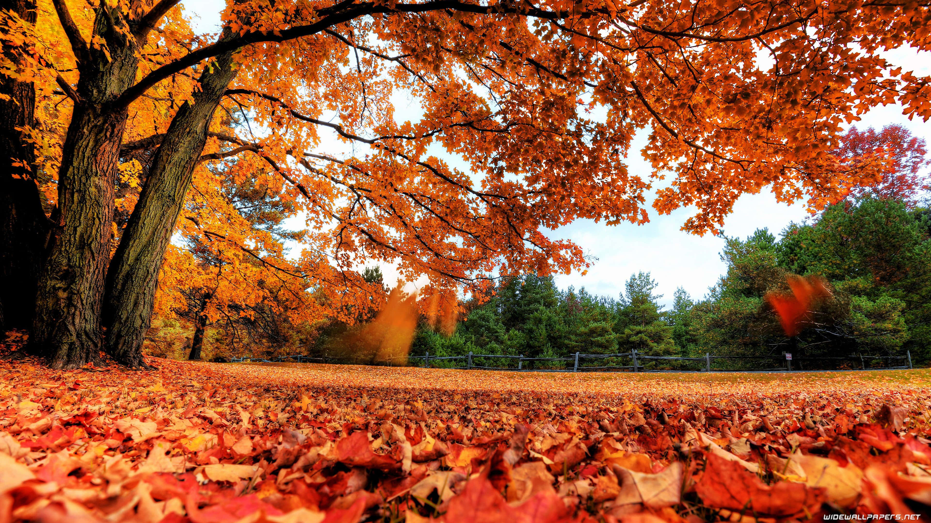 autumn leaves, forest floor, vibrant orange, 4K Desktop Wallpaper