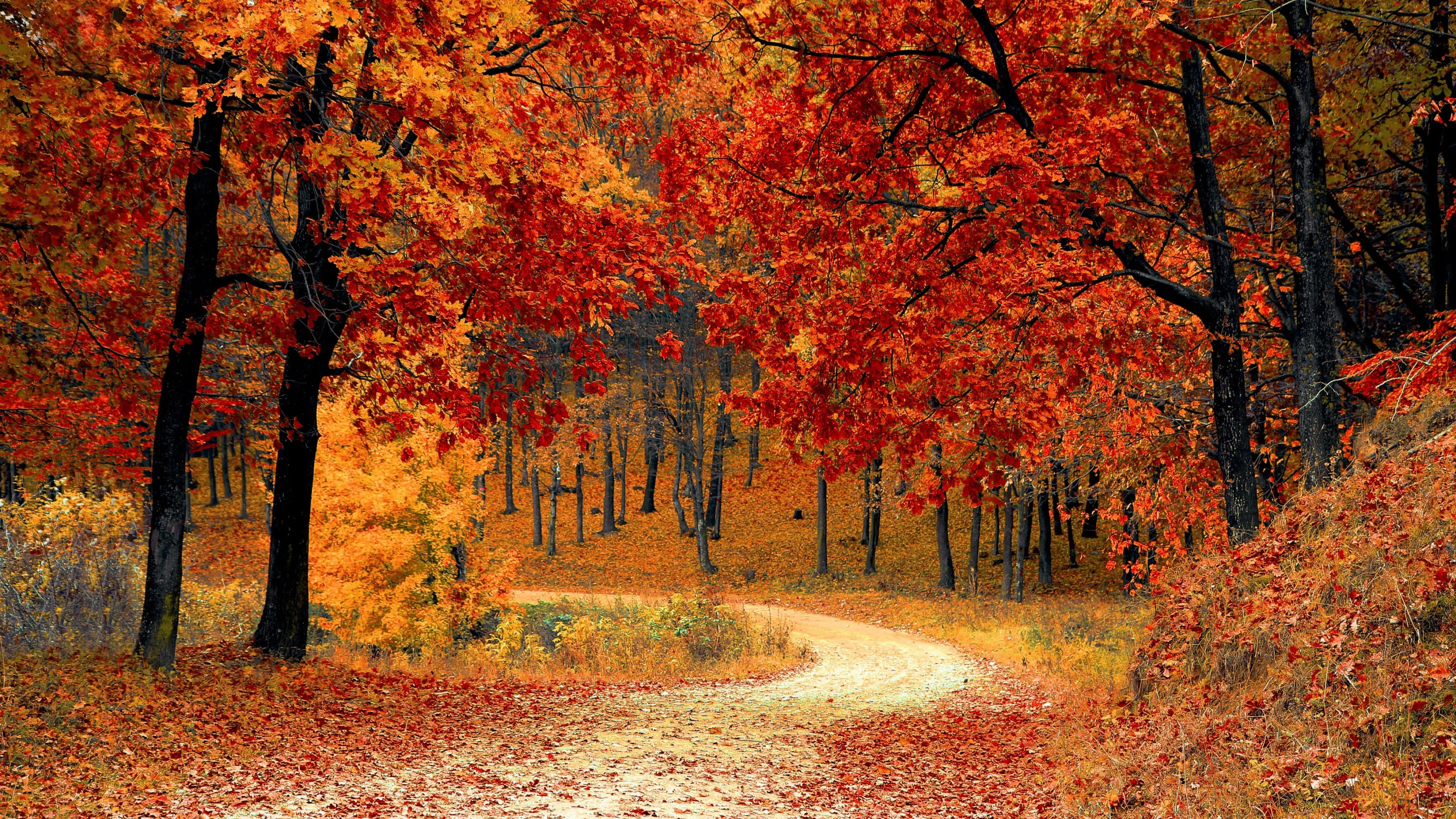 3840 x 2160, autumn, forest, 4K Desktop Wallpaper