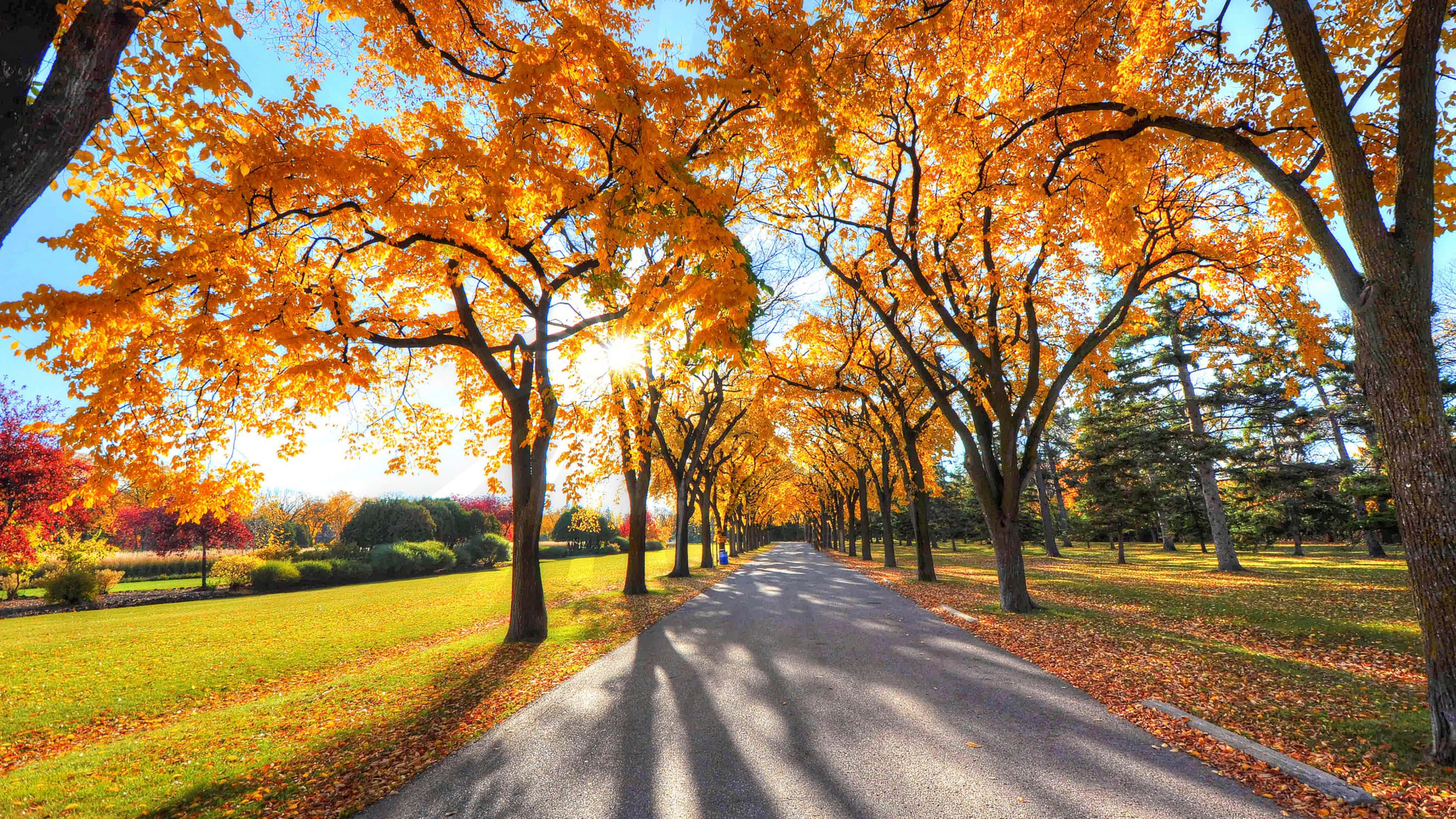 3840 x 2160, autumn, sunlit path, 4K Desktop Wallpaper