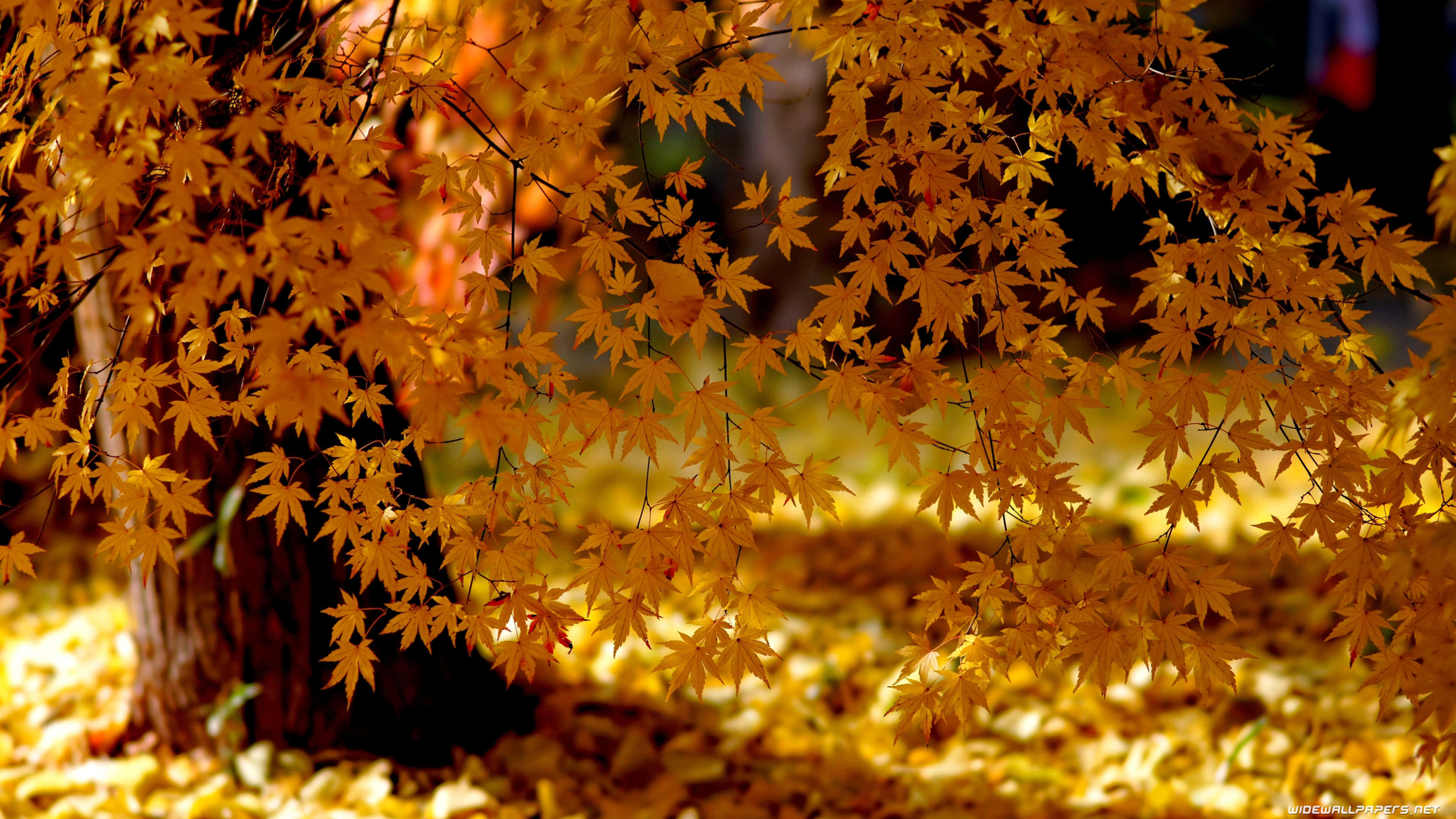autumn landscape, golden maple leaves, warm sunlight, 4K Desktop Wallpaper