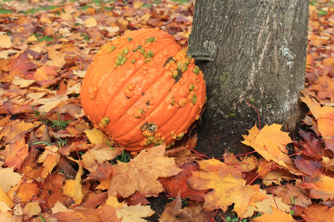 Autumn Food