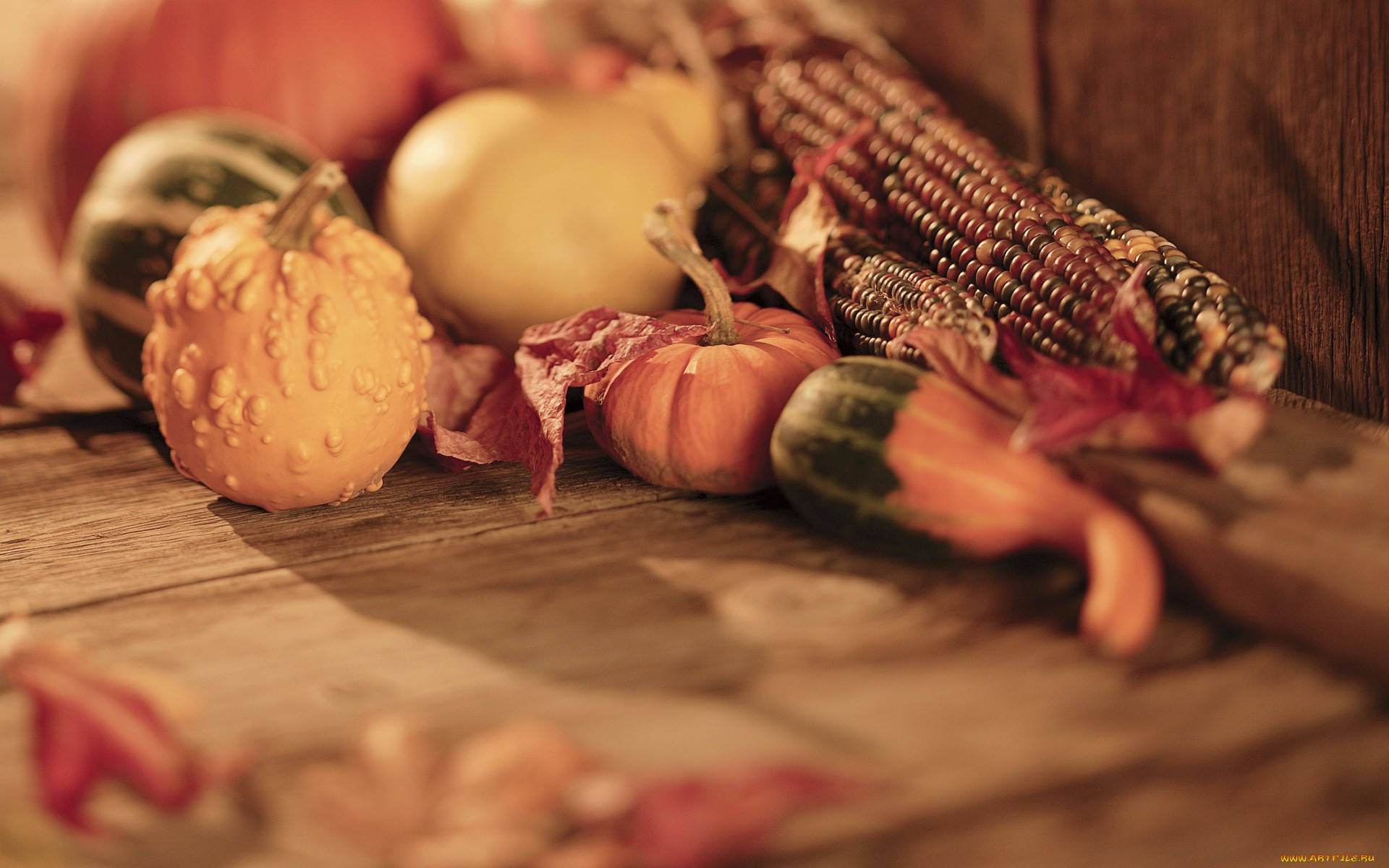 autumn vegetables harvest, gourds, corn, Full HD Desktop Wallpaper