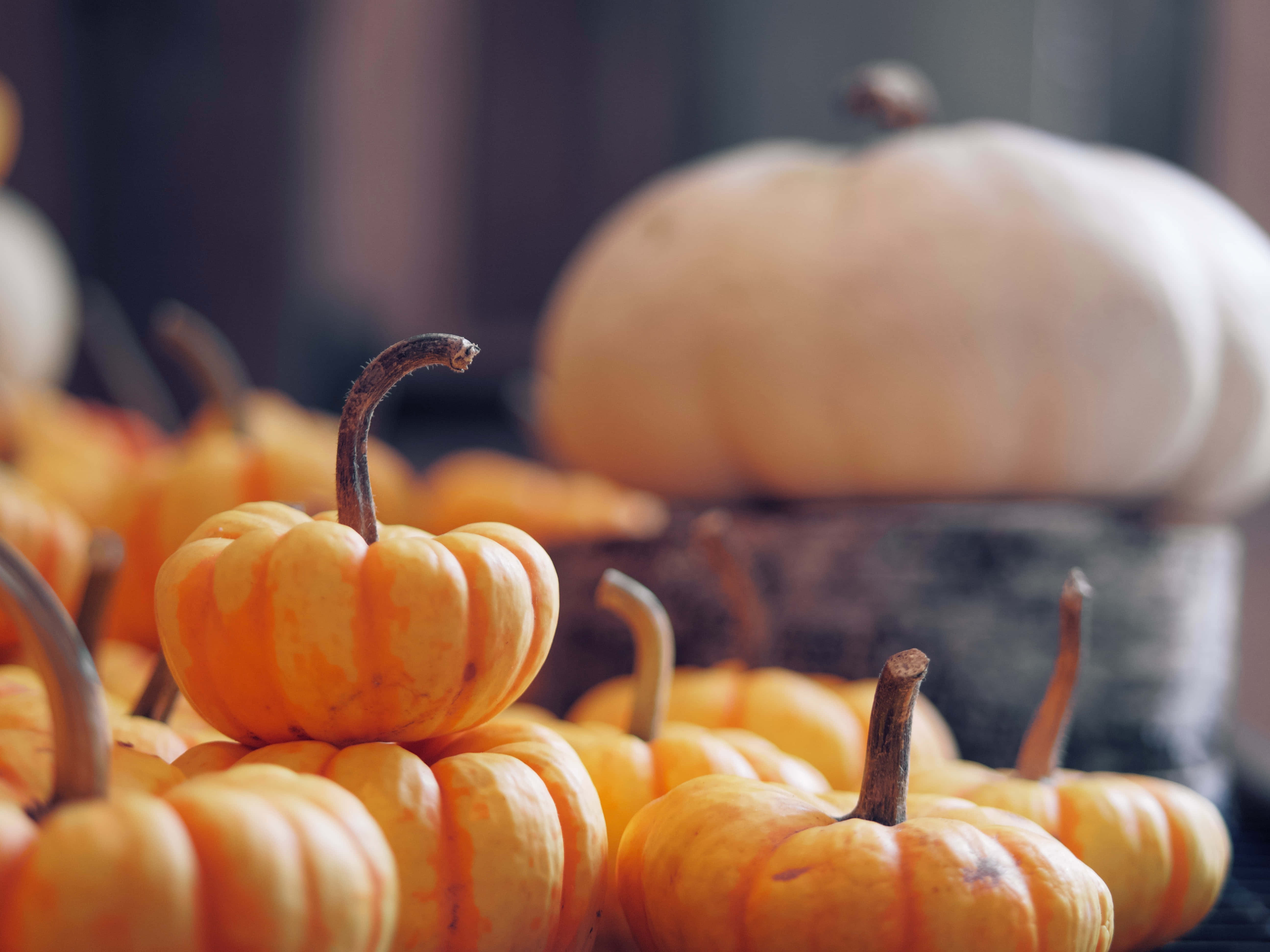 autumn food, orange pumpkins, textured stems, 5K Desktop Wallpaper