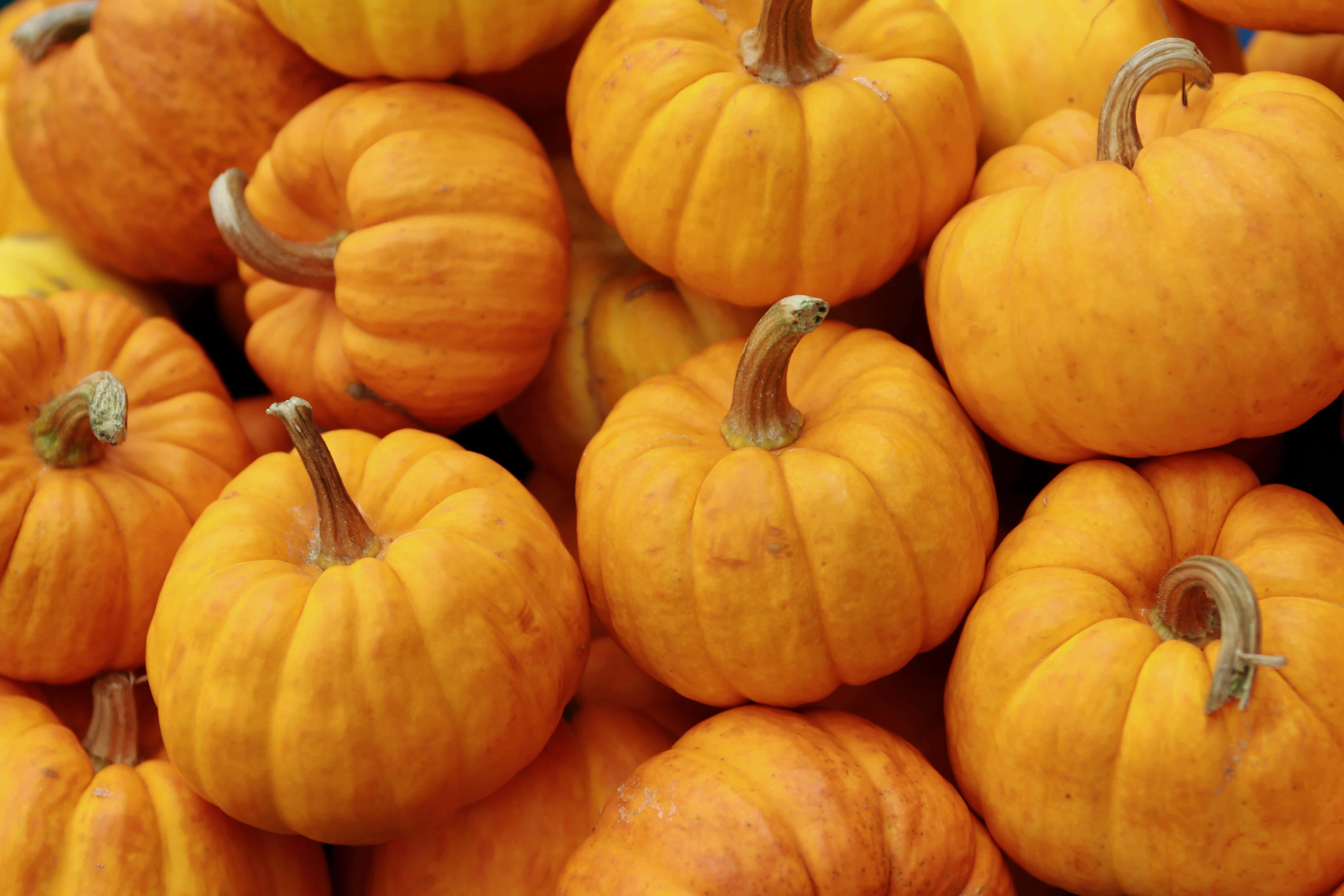 autumn food, pumpkins, orange, 5K Desktop Wallpaper