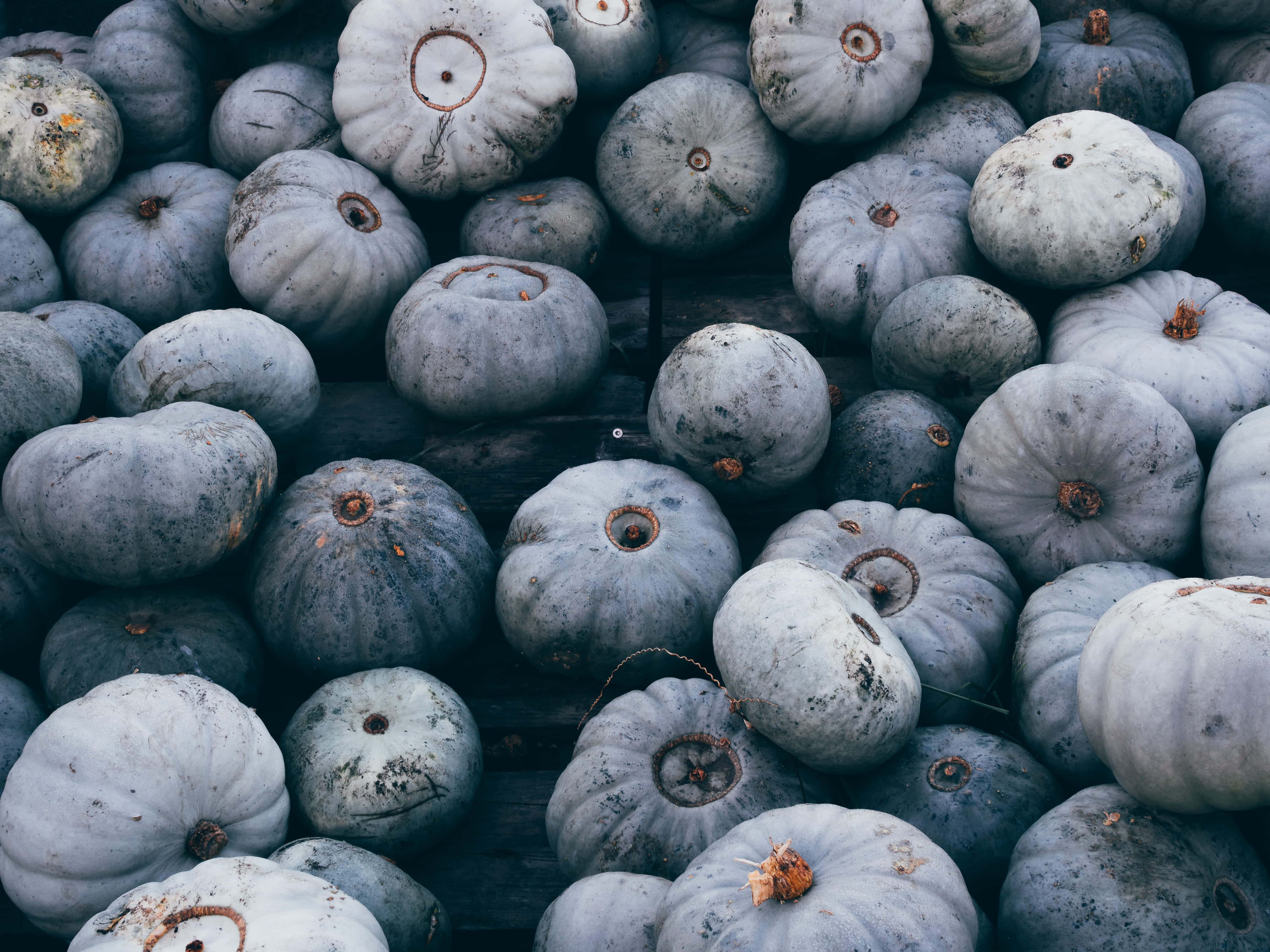 autumn food, pumpkins, pale blue-gray, 4K Desktop Wallpaper