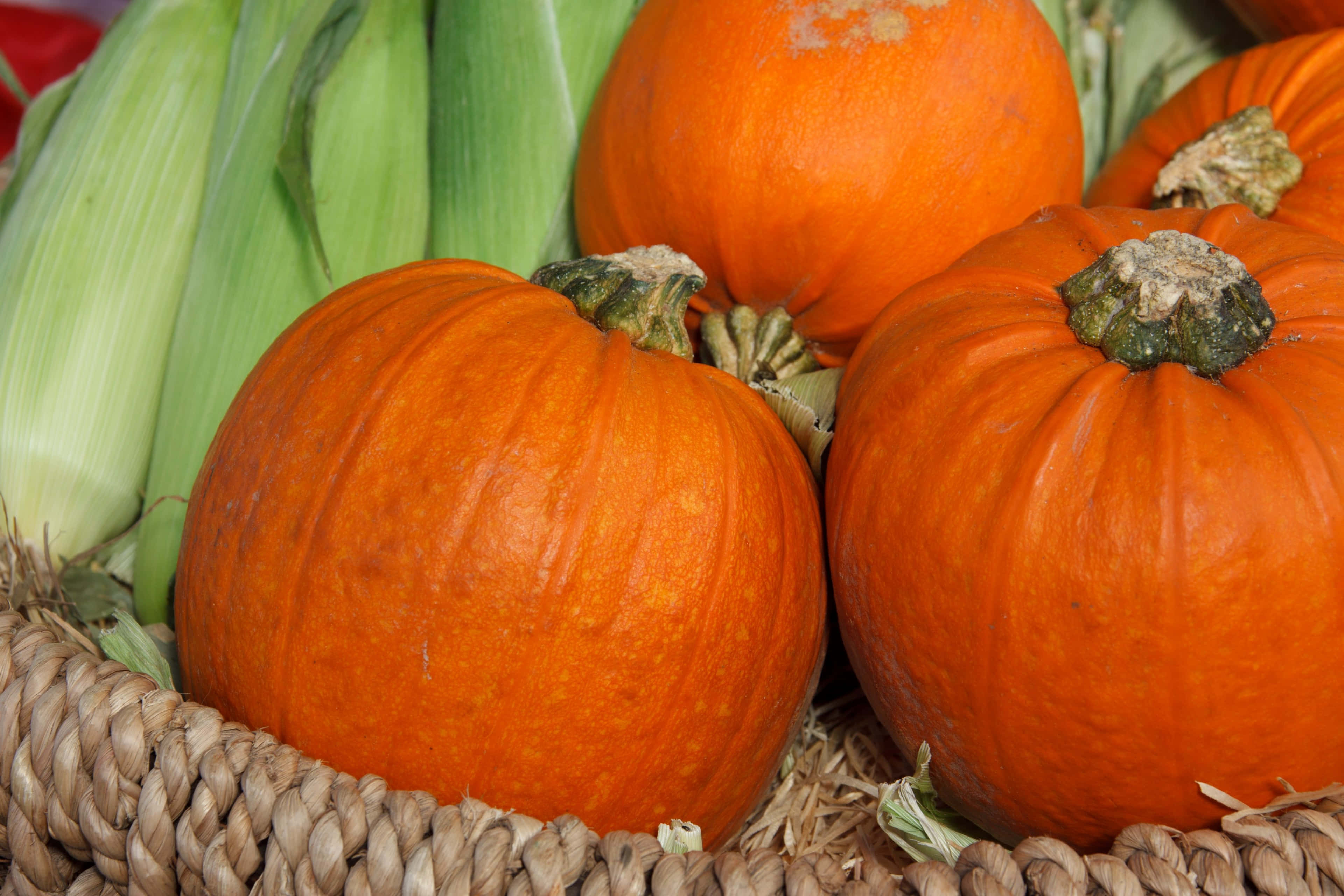 autumn food, pumpkins, green stems, 4K Desktop Wallpaper