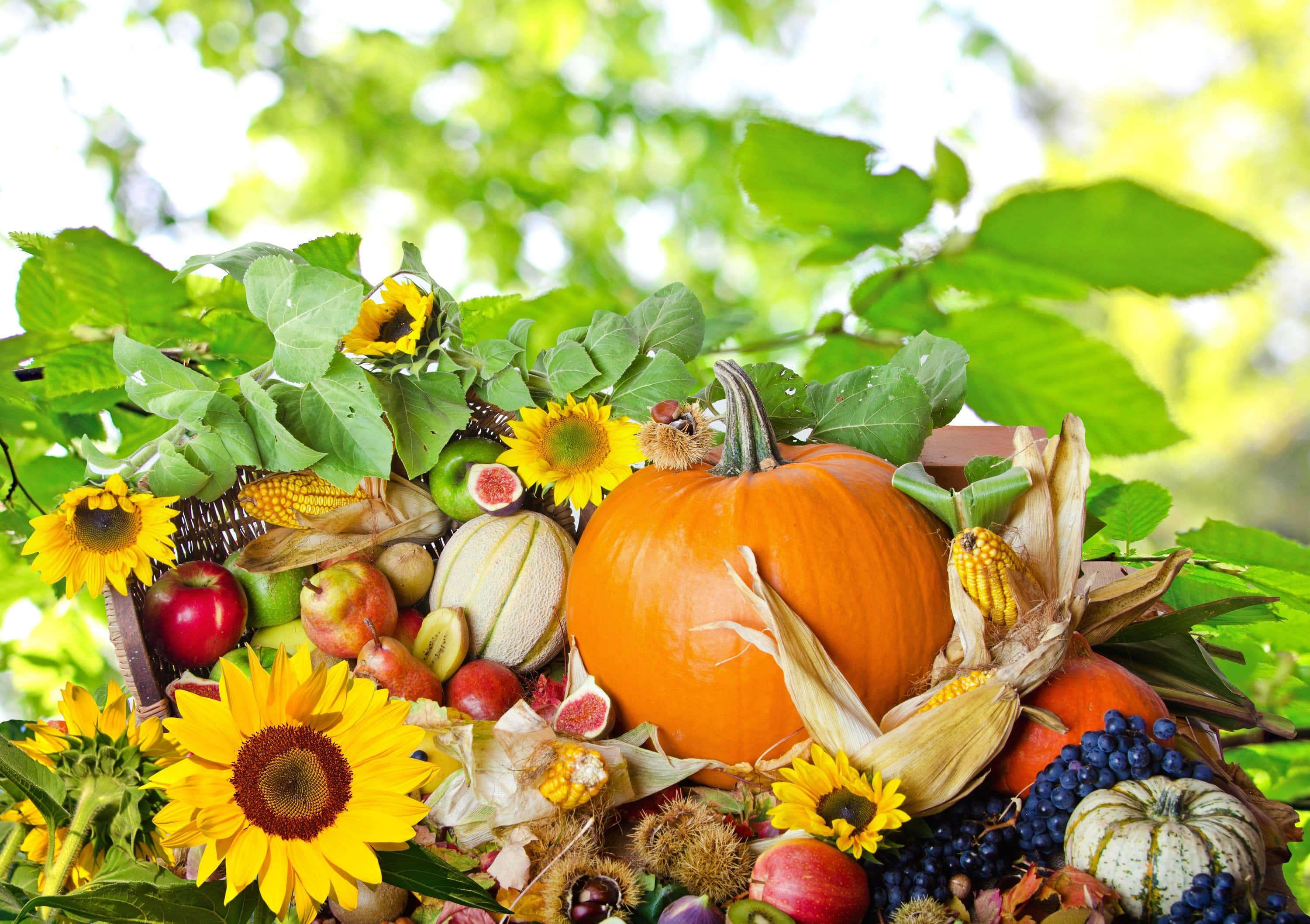 Autumn Food, pumpkins, sunflowers, 2K Desktop Wallpaper