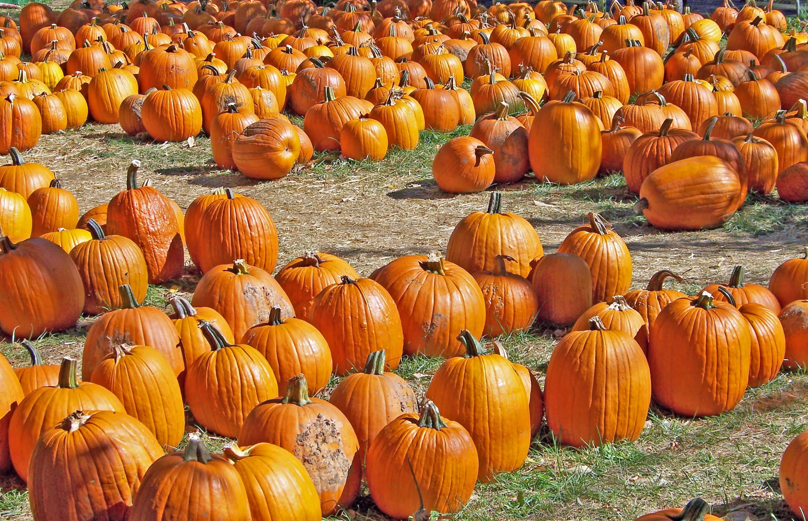 autumn food, pumpkins, orange, 2K Desktop Wallpaper