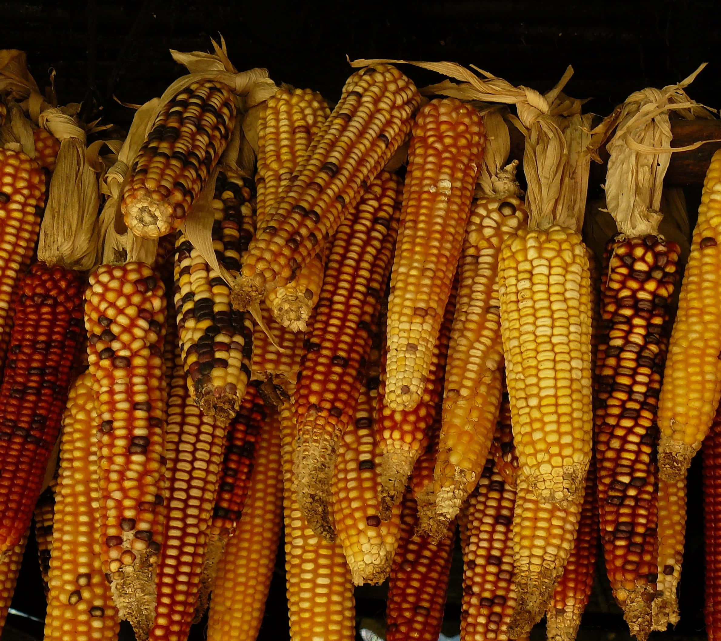 autumn food, dried multicolored corn cobs, warm golden light, Full HD Desktop Wallpaper