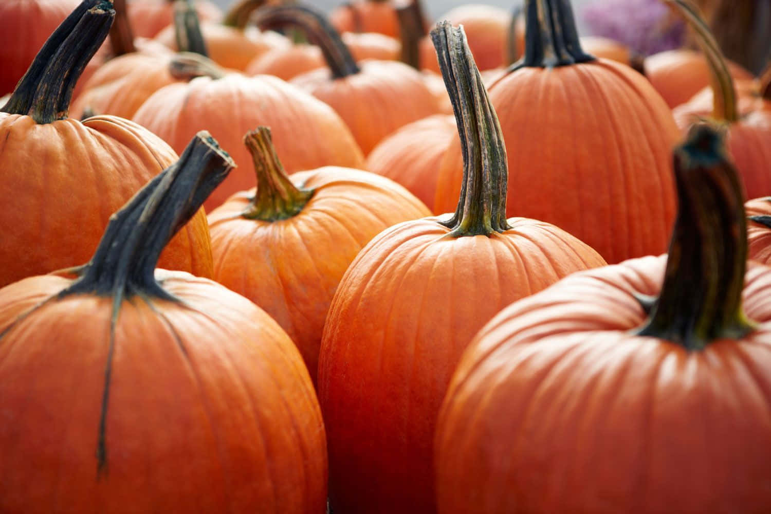 autumn food, pumpkins, orange, HD Desktop Wallpaper