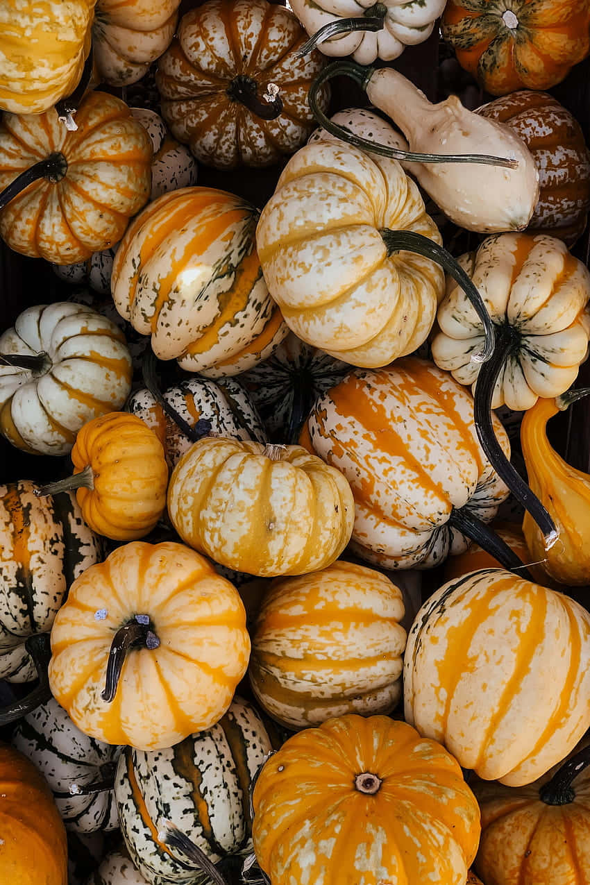 autumn food, pumpkins, gourds, SD Phone Wallpaper