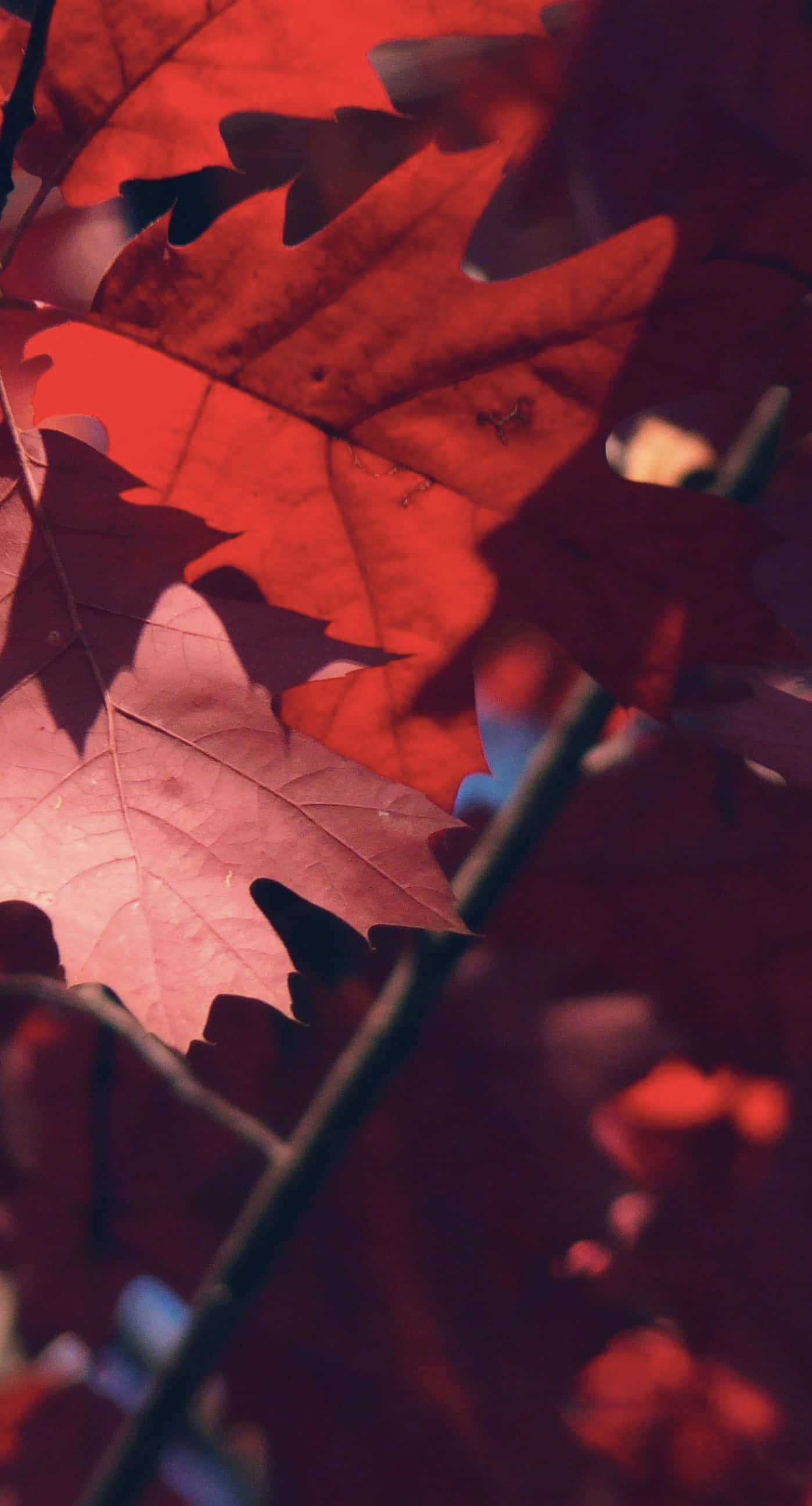Autumn iPhone 6 Plus, red maple leaves, intricate veins, 2K Phone Wallpaper