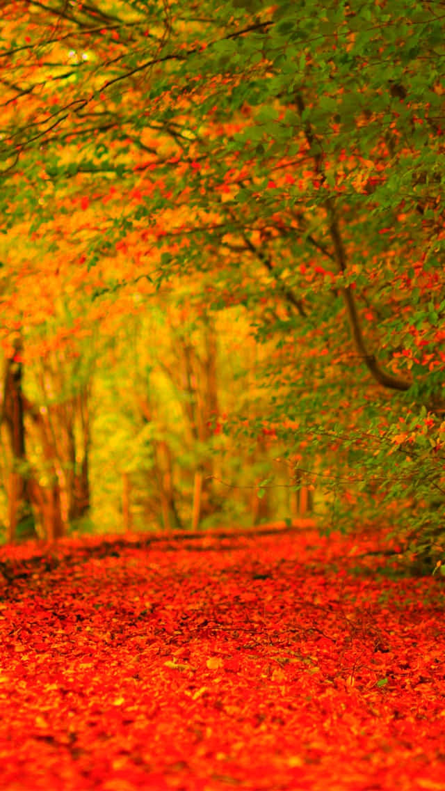 iPhone 6 Plus, autumn, forest path, SD Phone Wallpaper