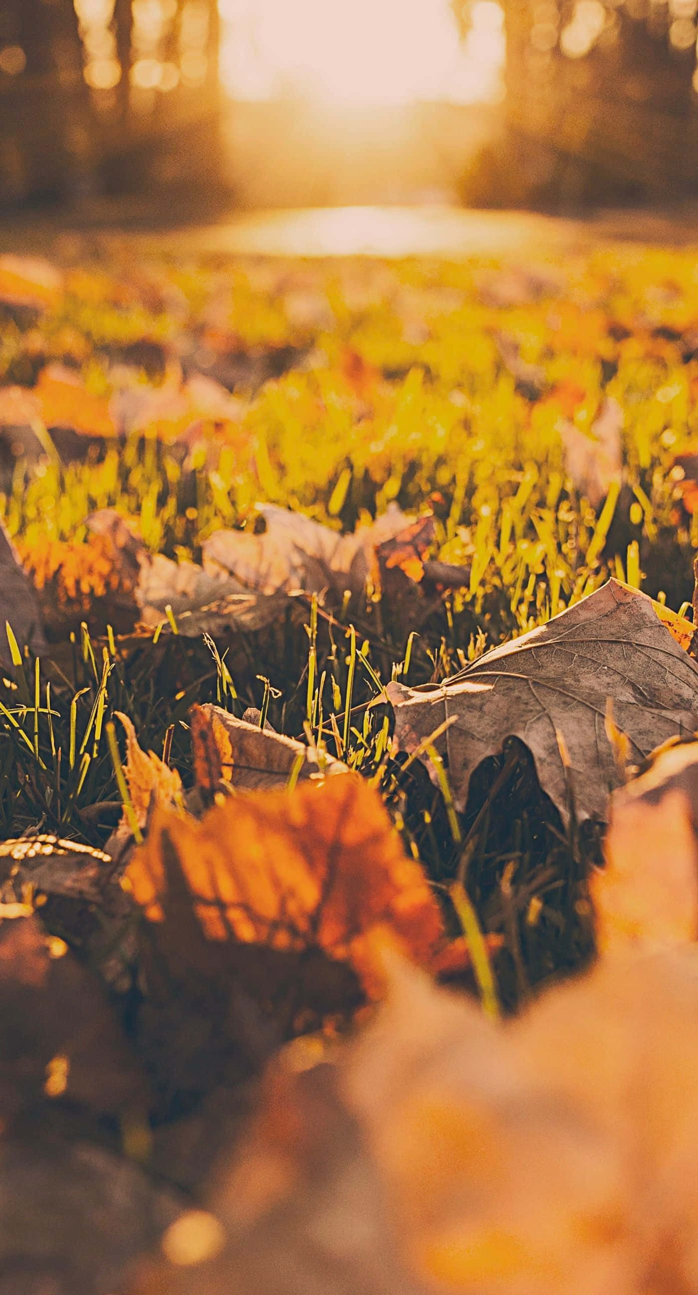 iPhone 6 Plus, autumn, golden sunlight, 2K Phone Wallpaper