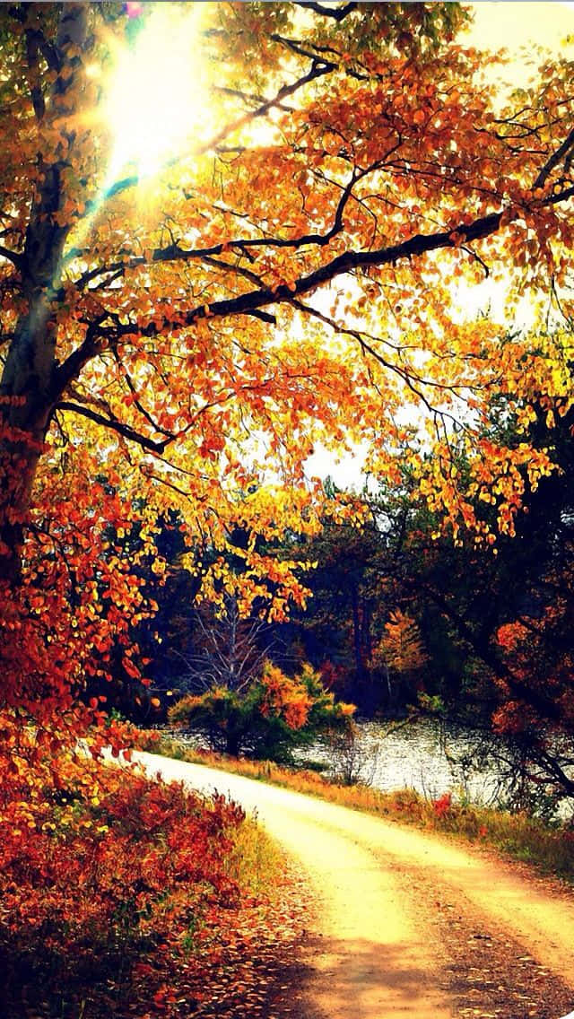Autumn iPhone 6 Plus, sunlit dirt path, vibrant autumn trees, SD Phone Wallpaper