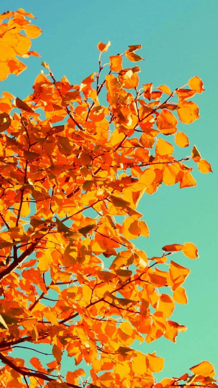 iPhone 6 Plus, orange leaves, turquoise sky, HD Phone Wallpaper