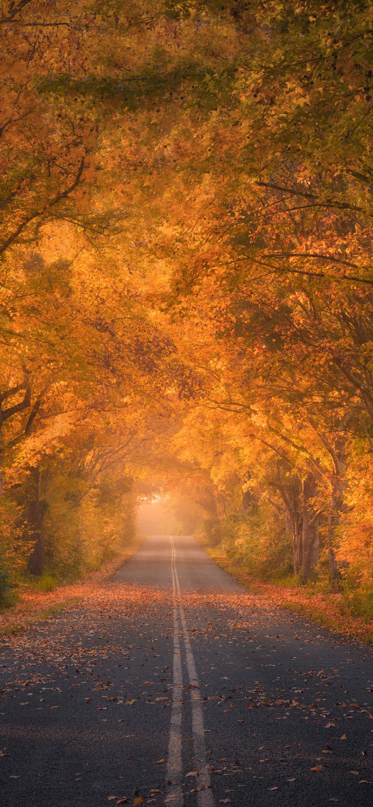 iPhone 6 Plus, autumn, golden autumn trees, 2K Phone Wallpaper
