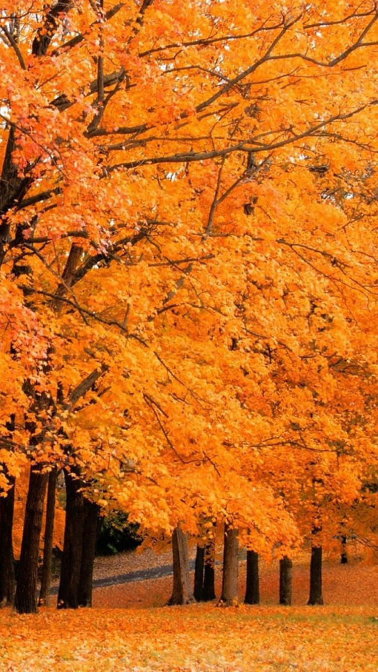 iPhone 6 Plus, golden-orange maple leaves, sunlit autumn forest, HD Phone Wallpaper