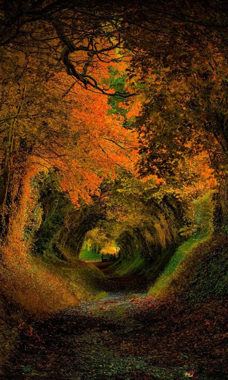 Autumn iPhone 6 Plus, tree tunnel, vibrant orange, HD Phone Wallpaper