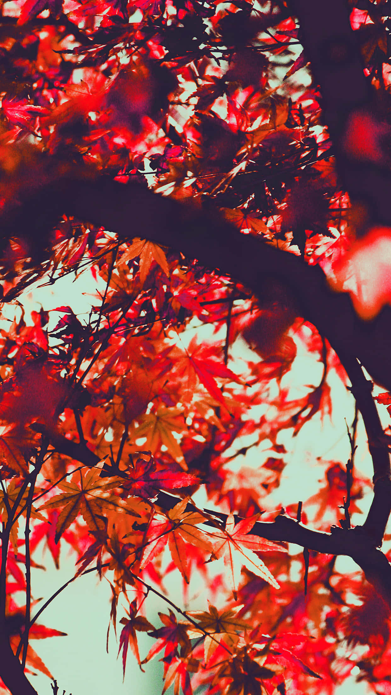 iPhone 6 Plus, Autumn, red maple leaves, Full HD Phone Wallpaper