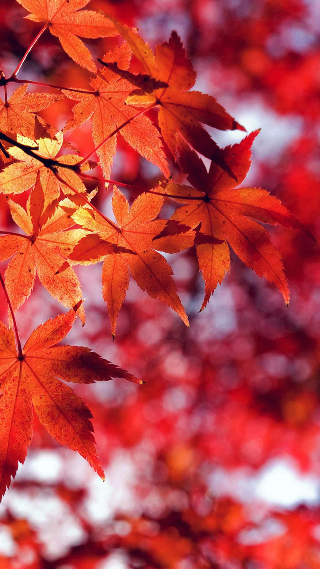 iPhone 6 Plus, autumn, maple leaves, Full HD Phone Wallpaper