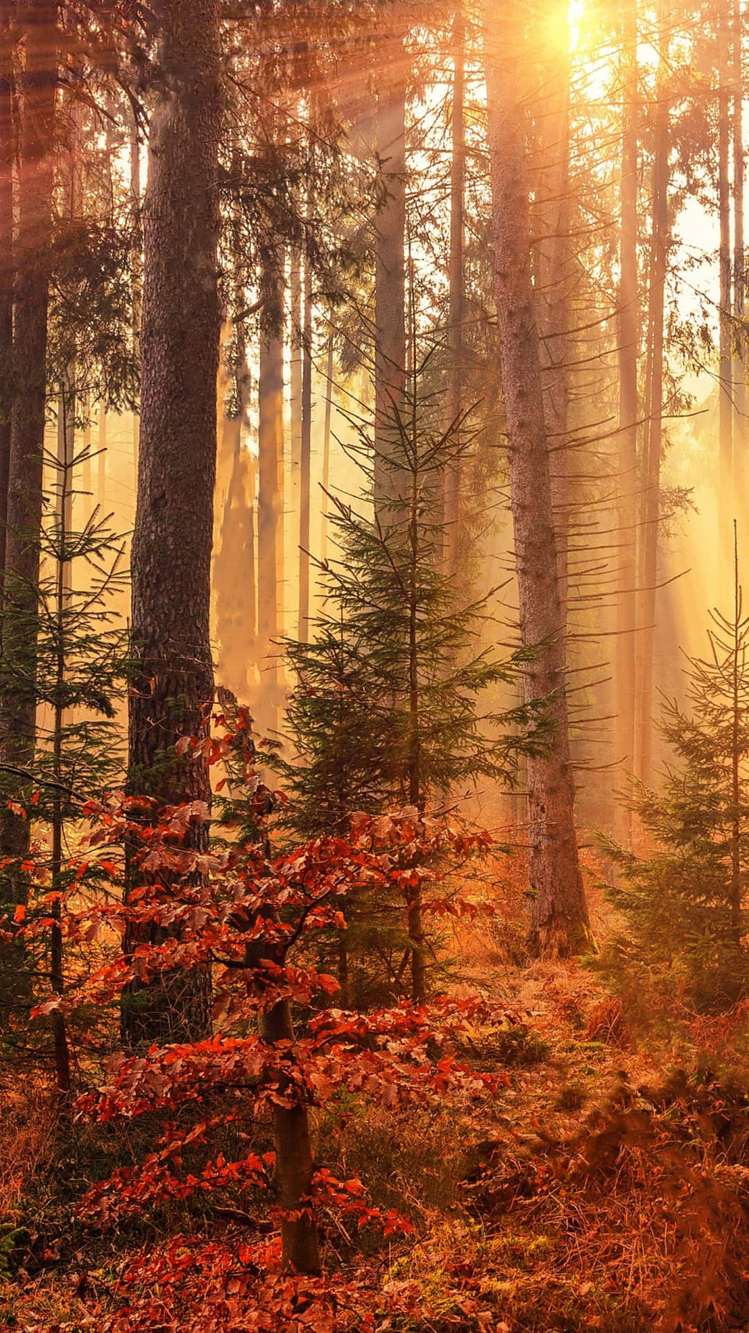 iPhone 6 Plus, autumn forest, golden sunlight, Full HD Phone Wallpaper