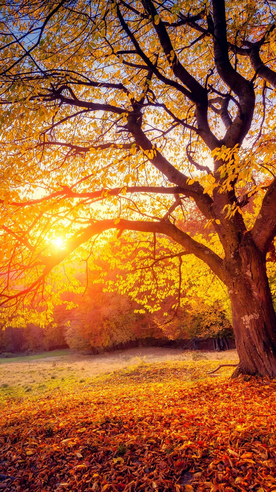 iPhone 6 Plus, autumn, golden leaves, Full HD Phone Wallpaper