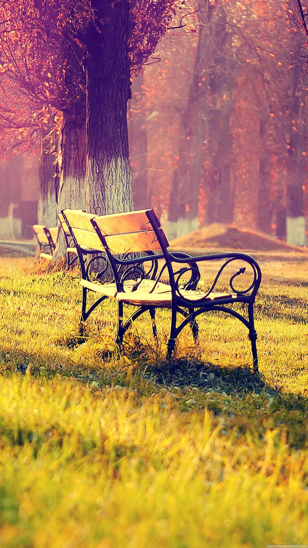 iPhone 6 Plus, autumn park, golden grass, Full HD Phone Wallpaper