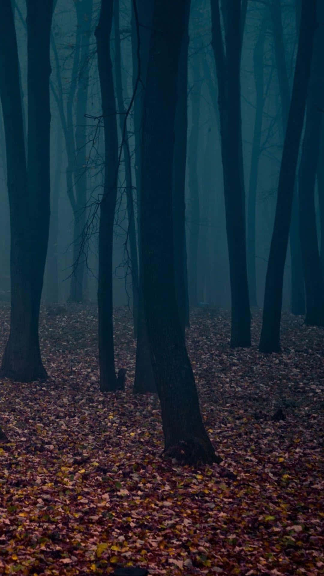 iPhone 6 Plus, autumn, misty forest, Full HD Phone Wallpaper