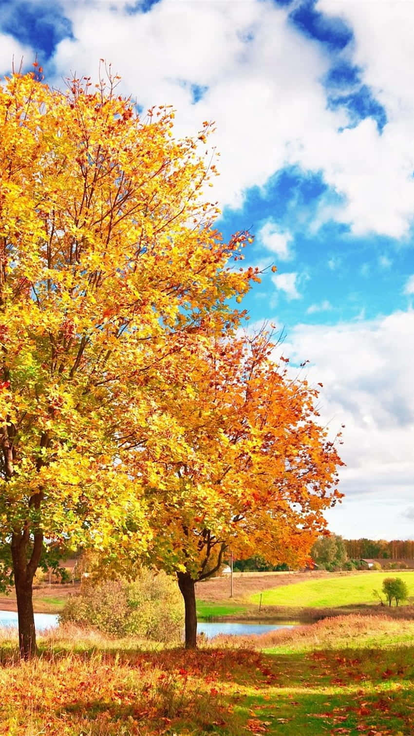 Autumn iPhone 6 Plus, golden leaves, calm lake, HD Phone Wallpaper