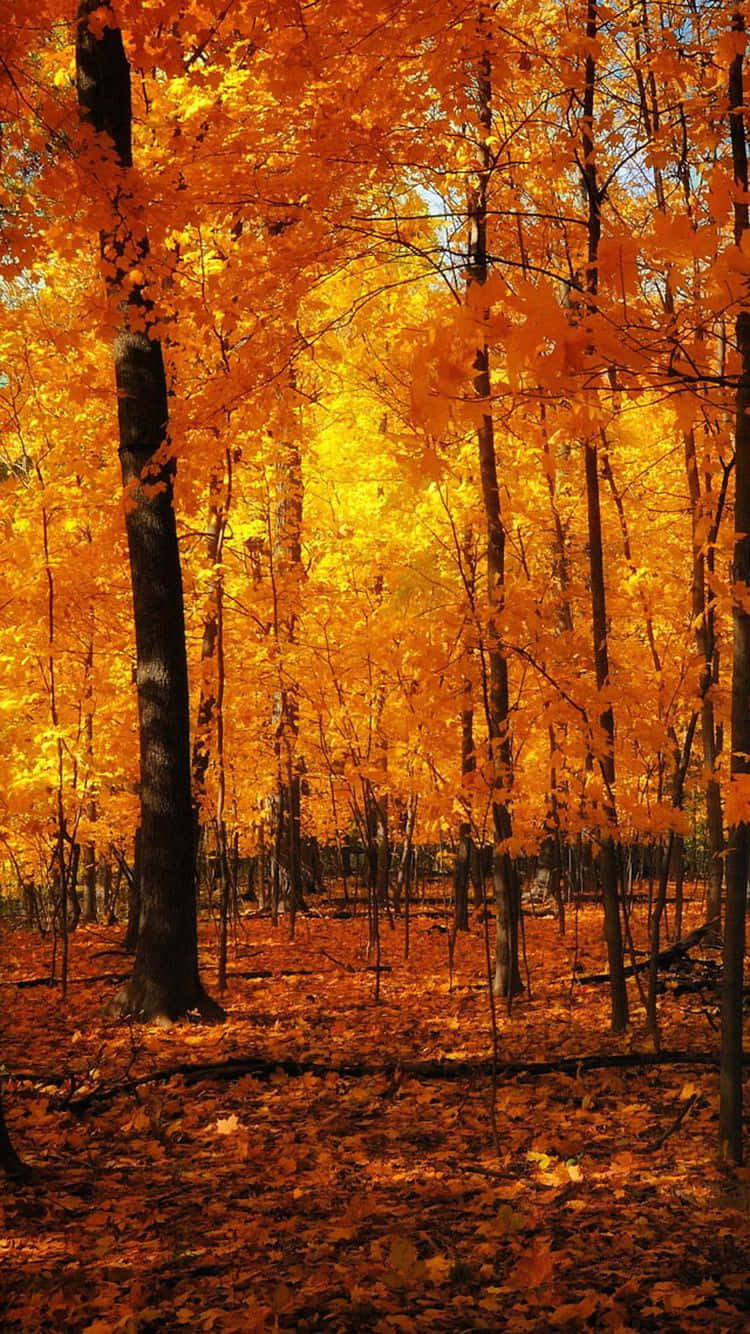 Autumn iPhone 6 Plus, golden maple leaves, vibrant autumn forest, HD Phone Wallpaper
