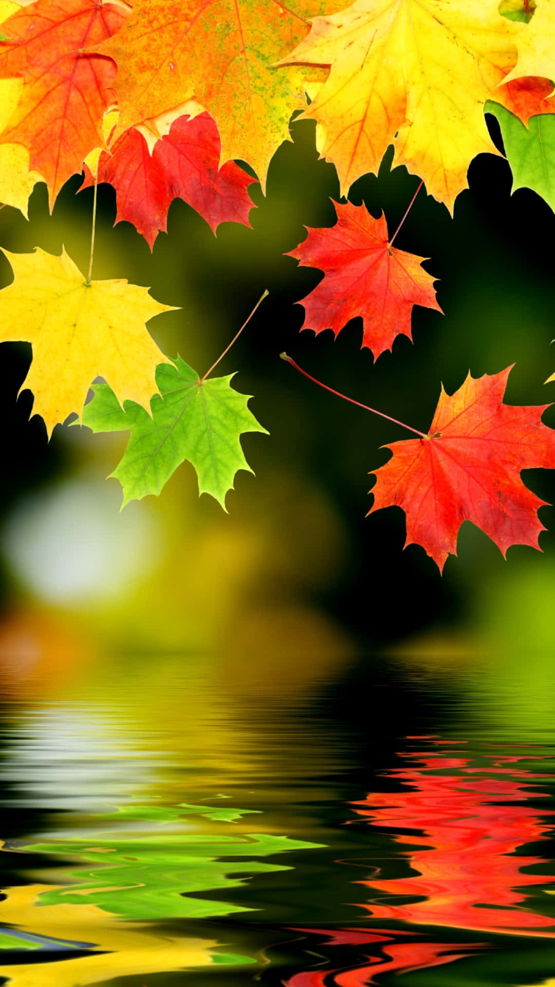 Autumn iPhone 6 Plus, maple leaves, red yellow and green, Full HD Phone Wallpaper