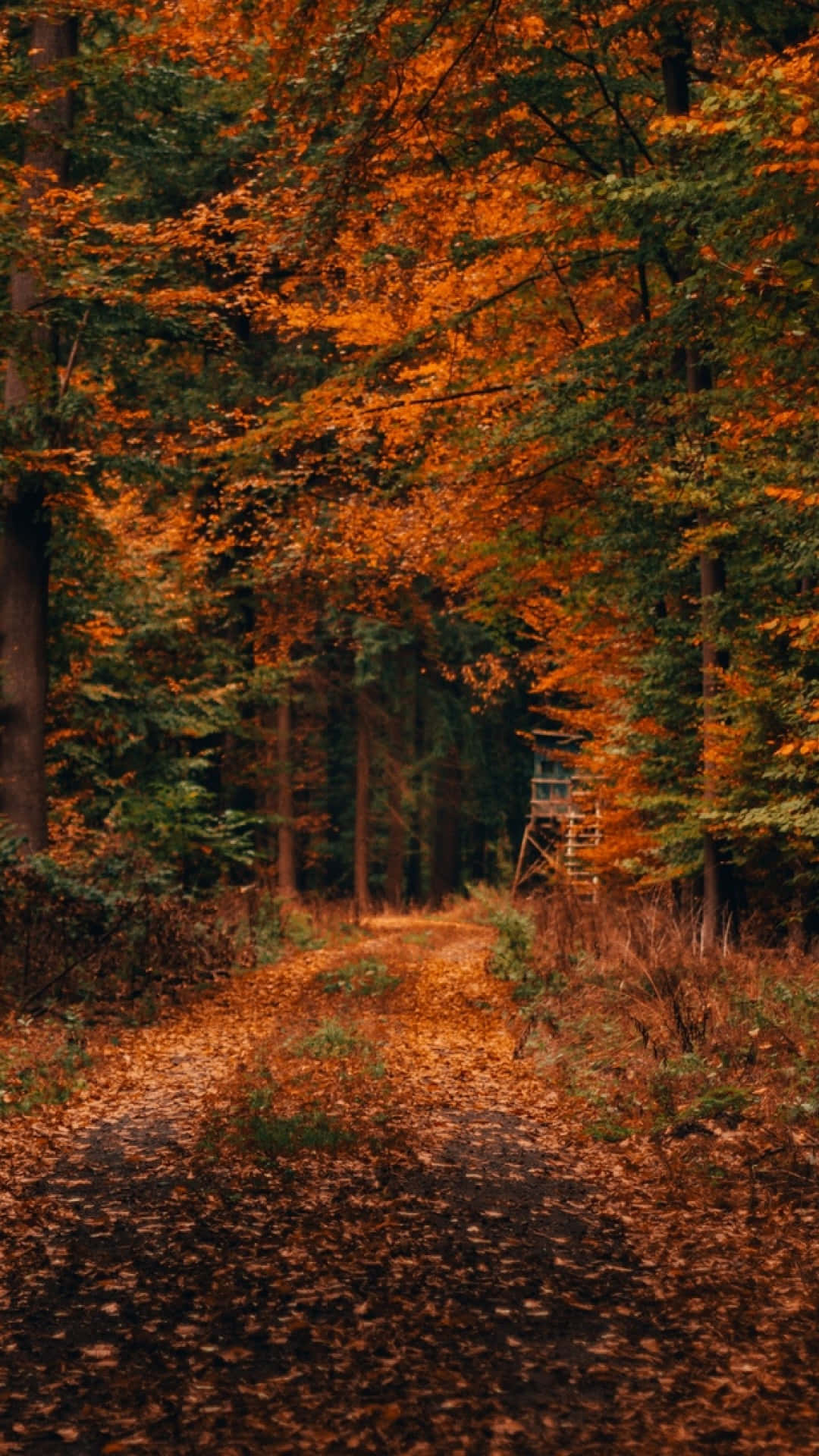 iPhone 6 Plus, autumn, orange forest, Full HD Phone Wallpaper