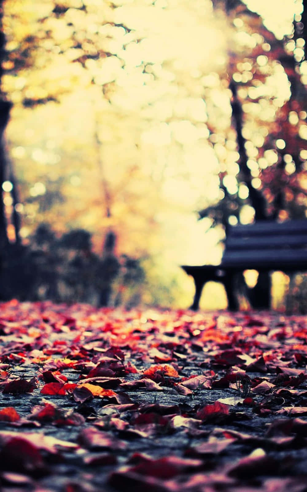 Autumn iPhone 6 Plus, sunlit autumn park path, red leaves, HD Phone Wallpaper